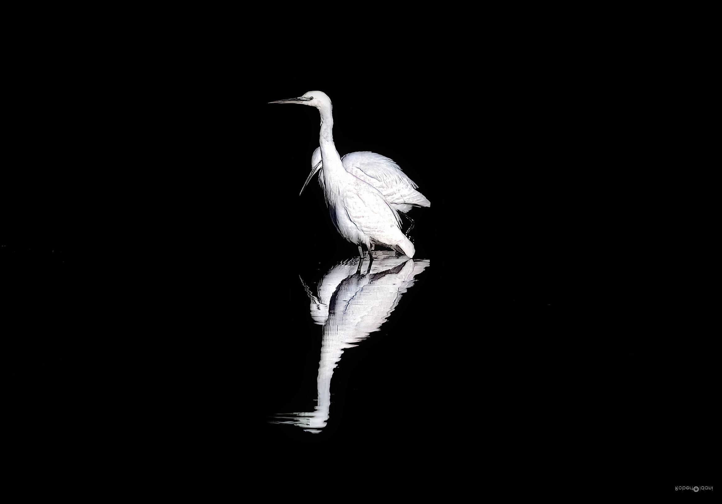 Egrets