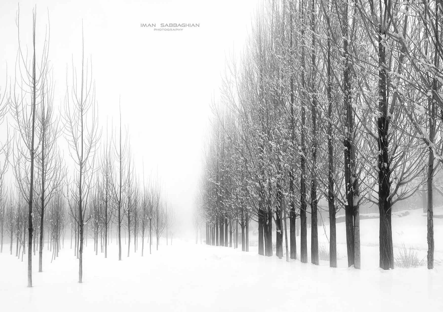 bianco , bianco , bianco