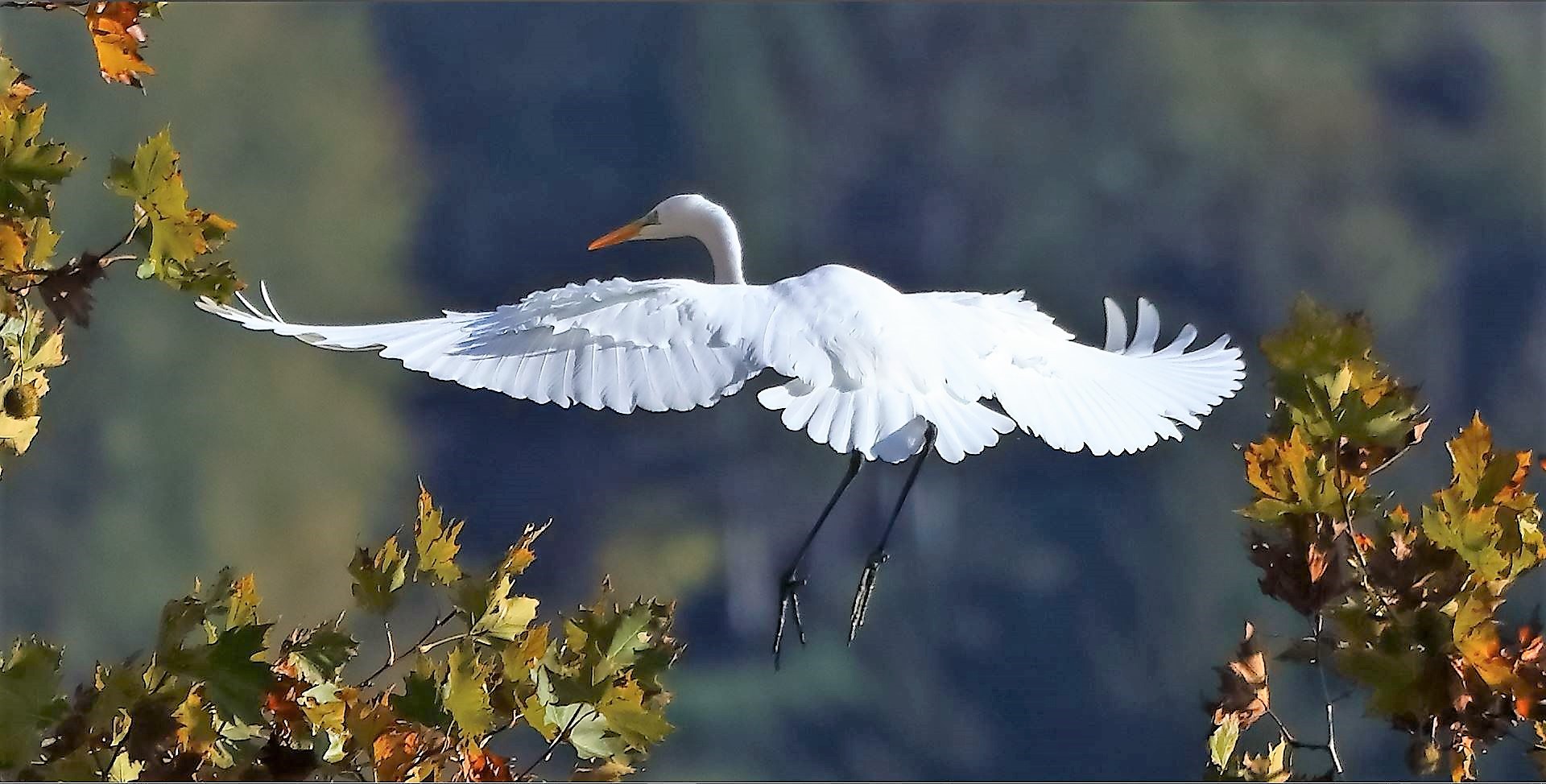 Airone BM 13-11-2022