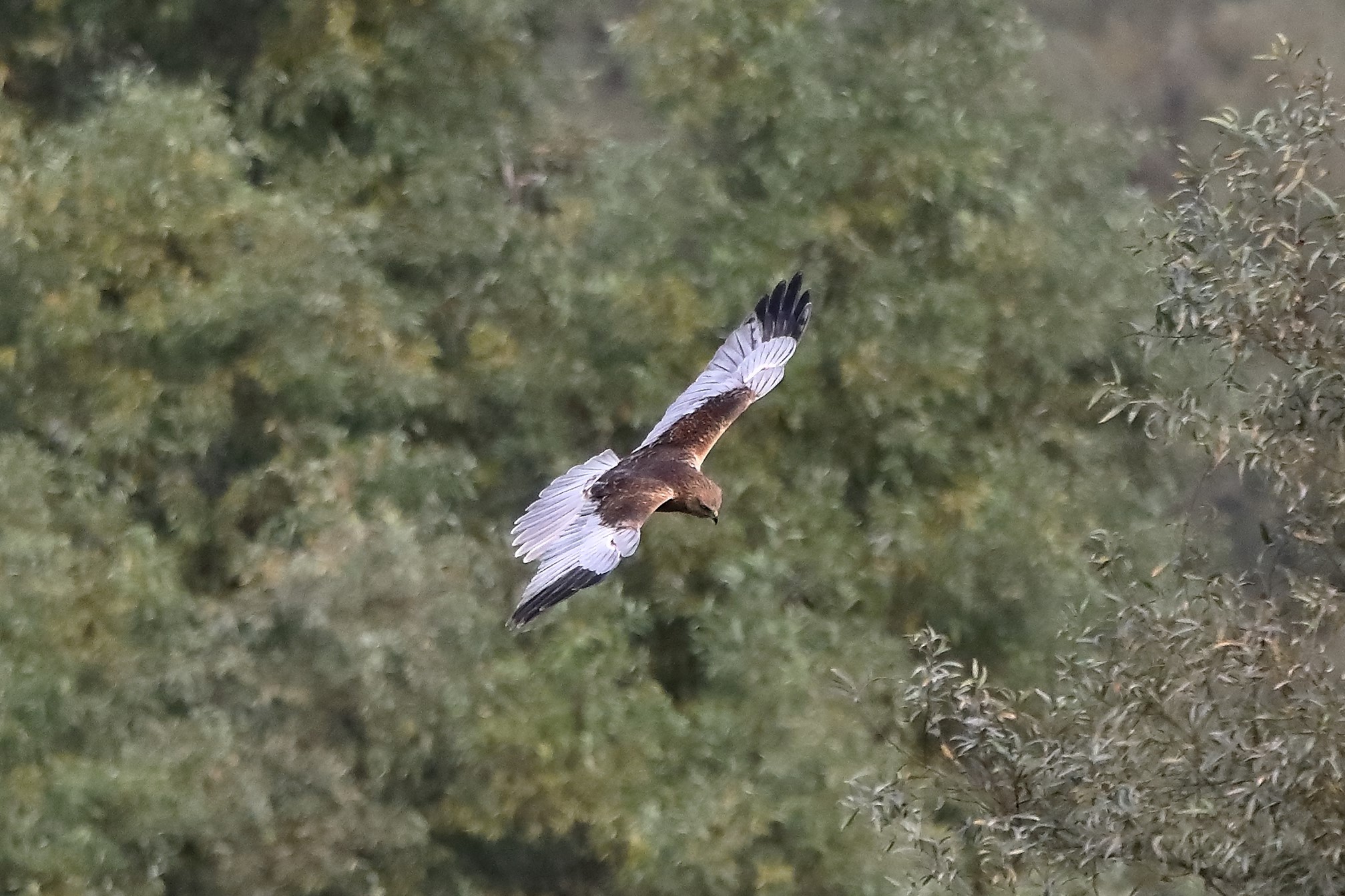 Falco di palude 12-10-2022