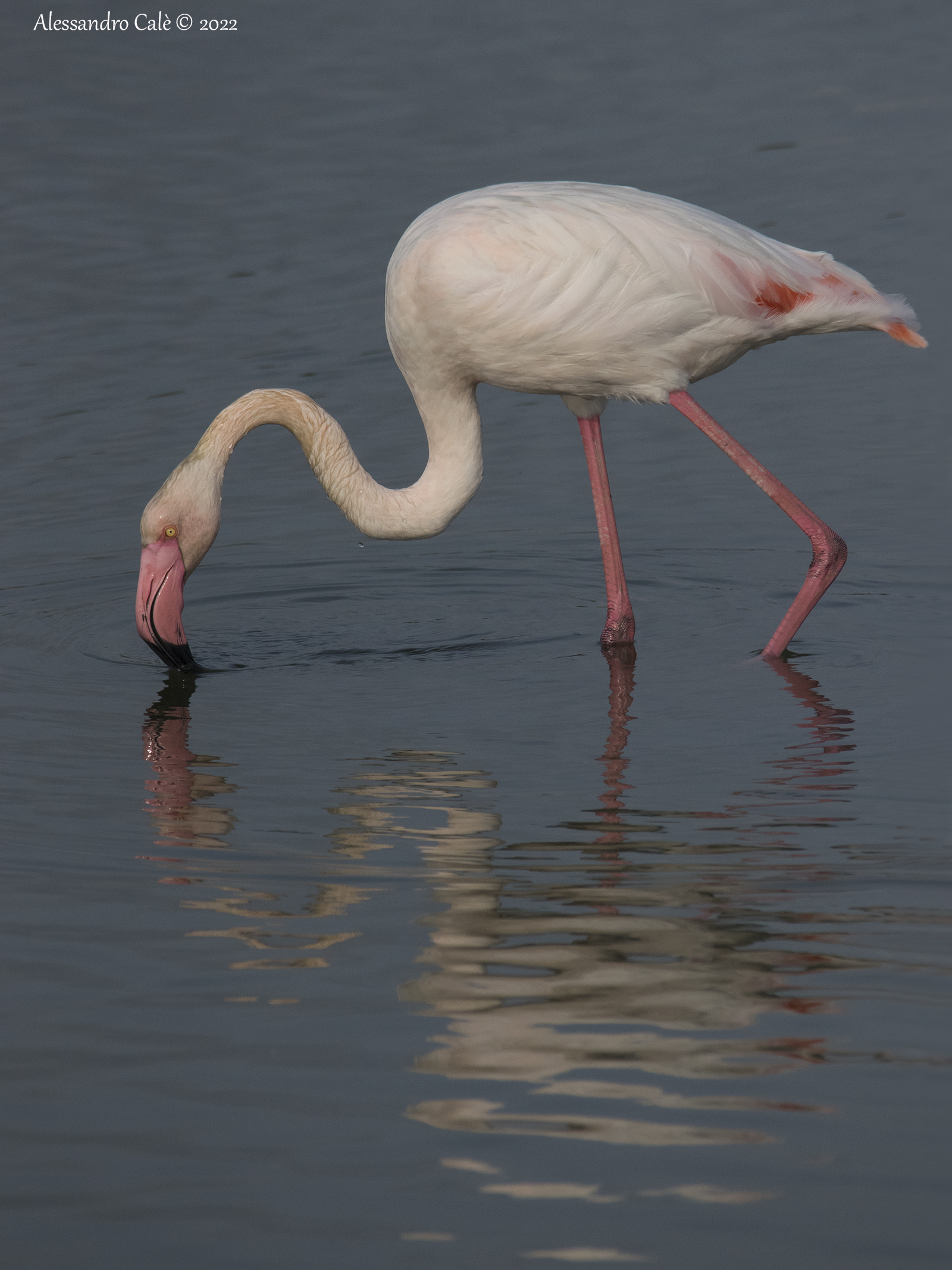 Phoenicopterus roseus (Fenicottero rosa) 0509