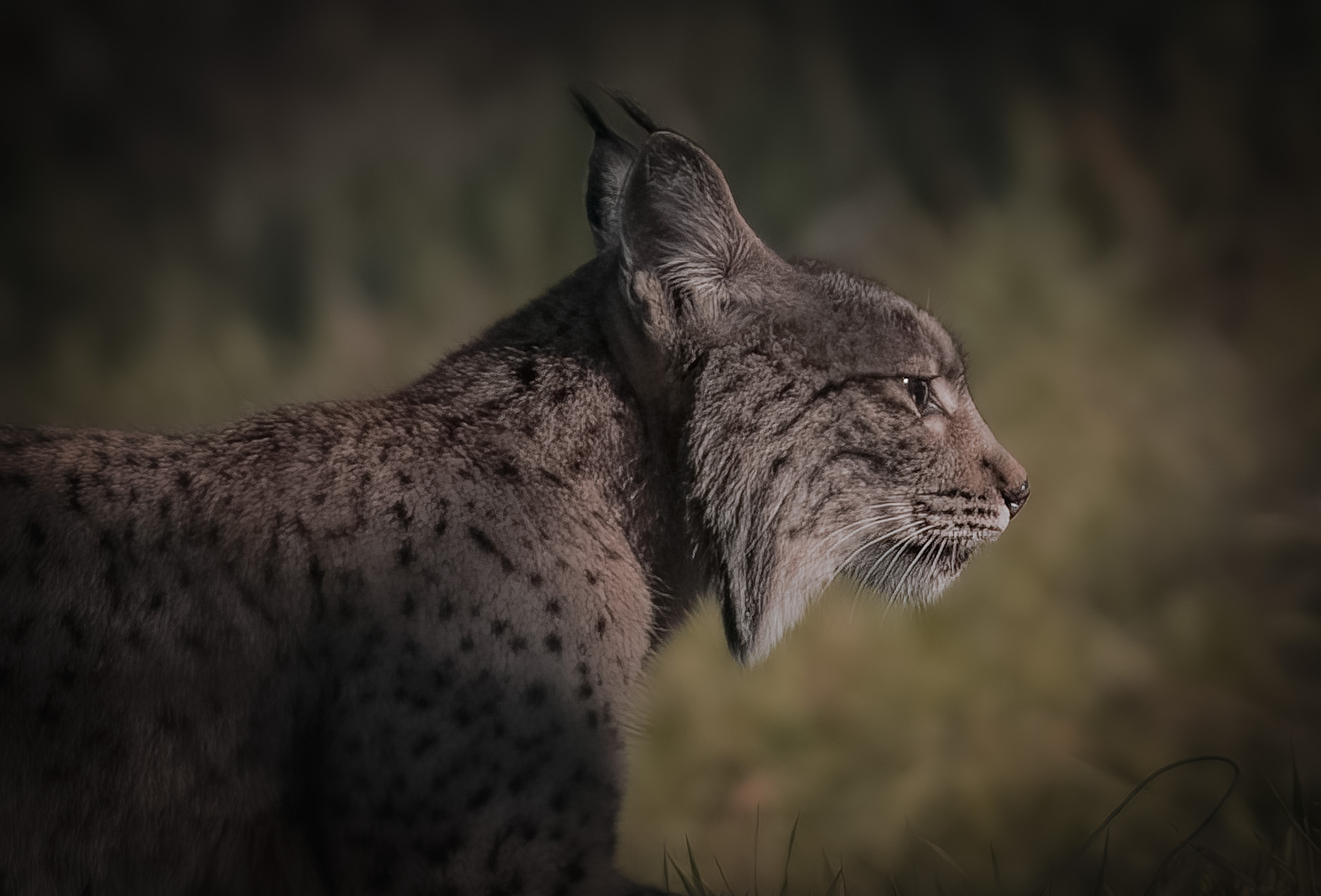 Iberian lynx