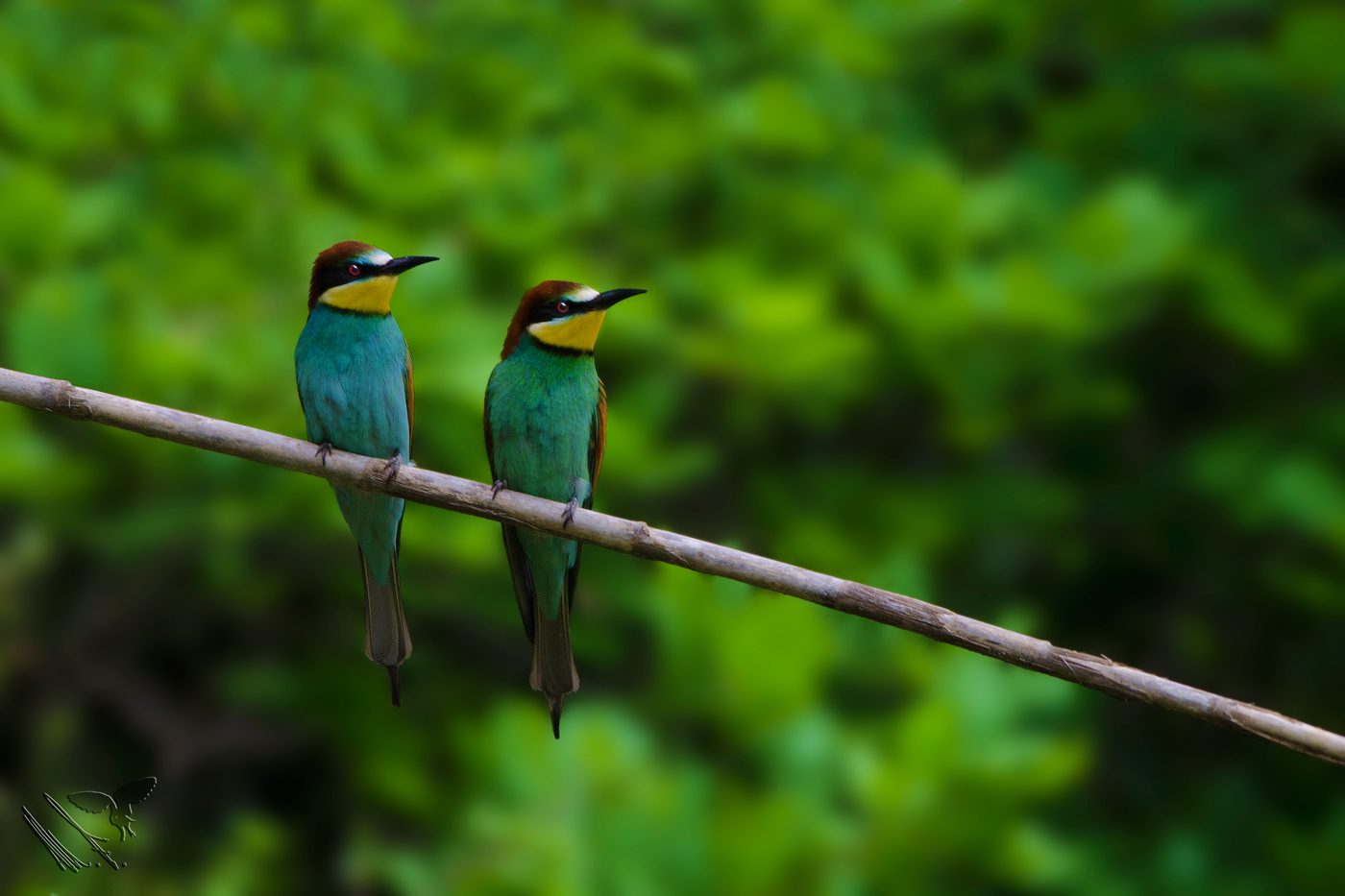 who will watch? : Bee-eaters