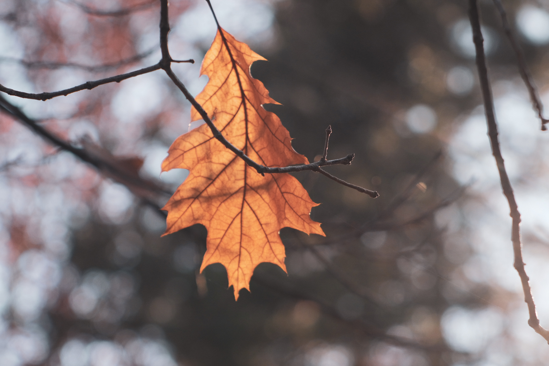 Leaf