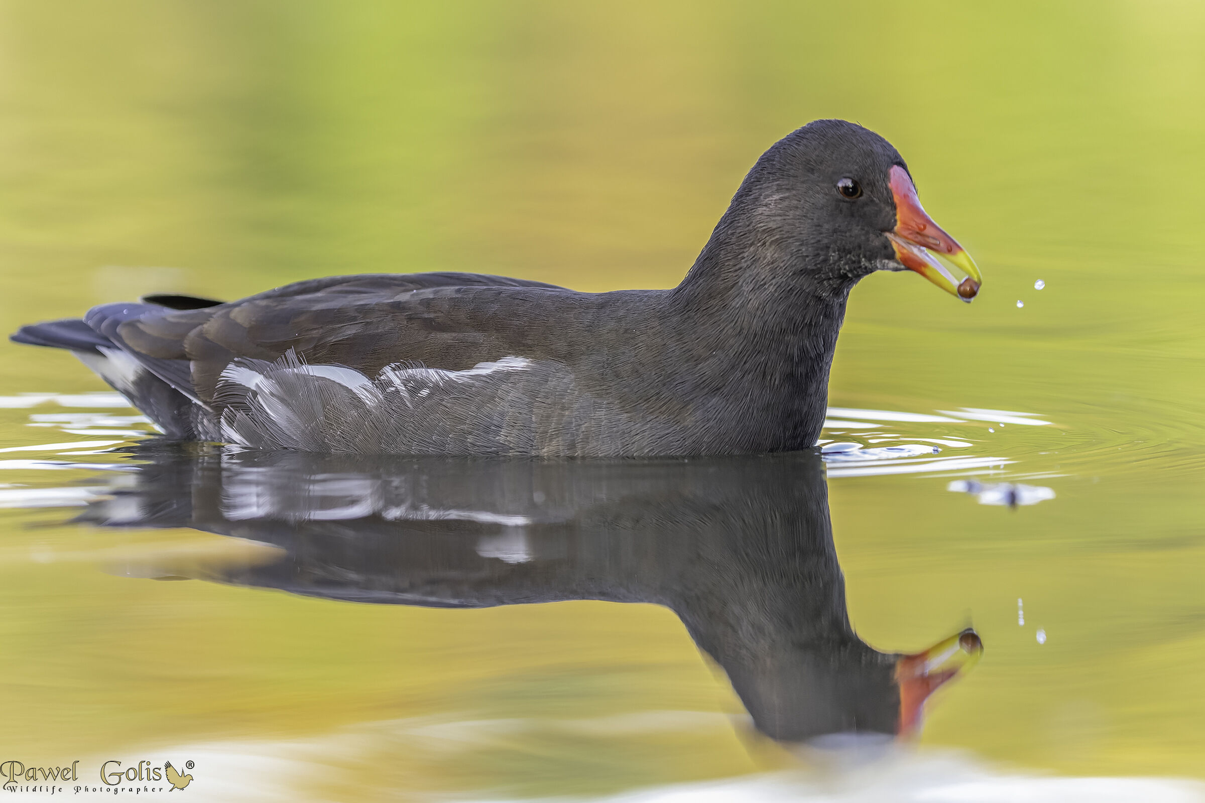 Gallinella d'acqua (Gallinula chloropus)
