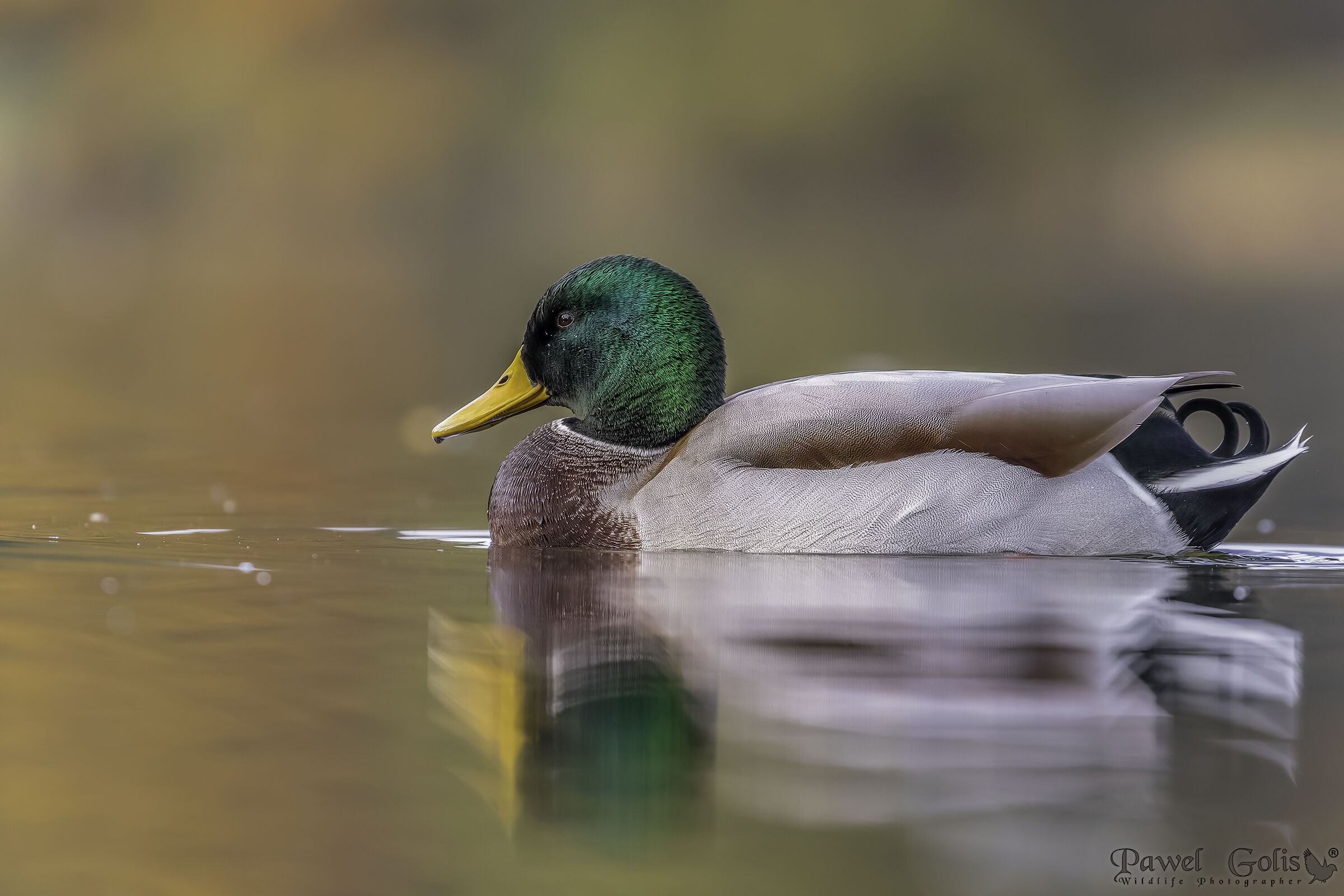 Mallard (Anas platyrhynchos)