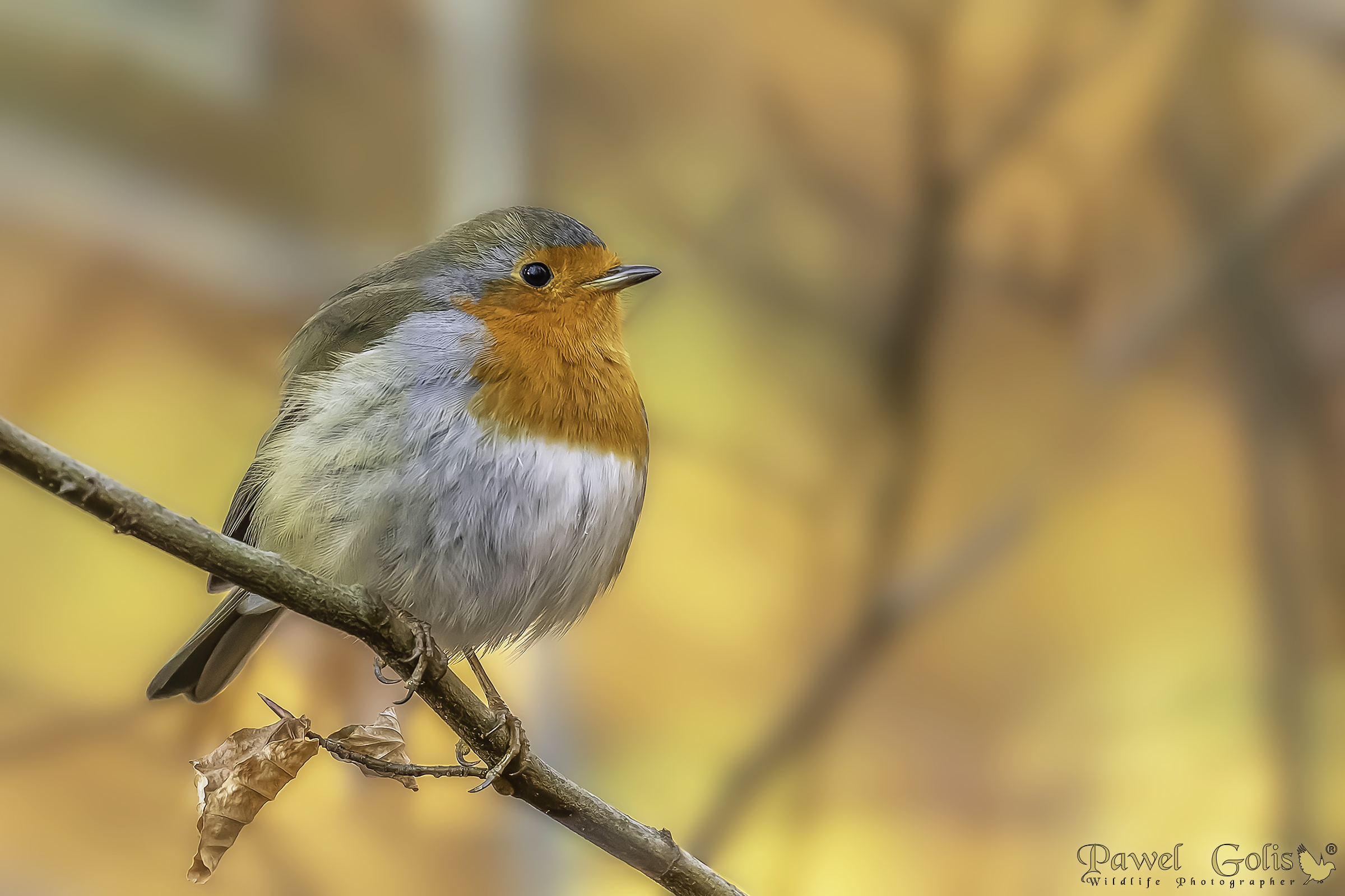 Pettirosso europeo (Erithacus rubecula)