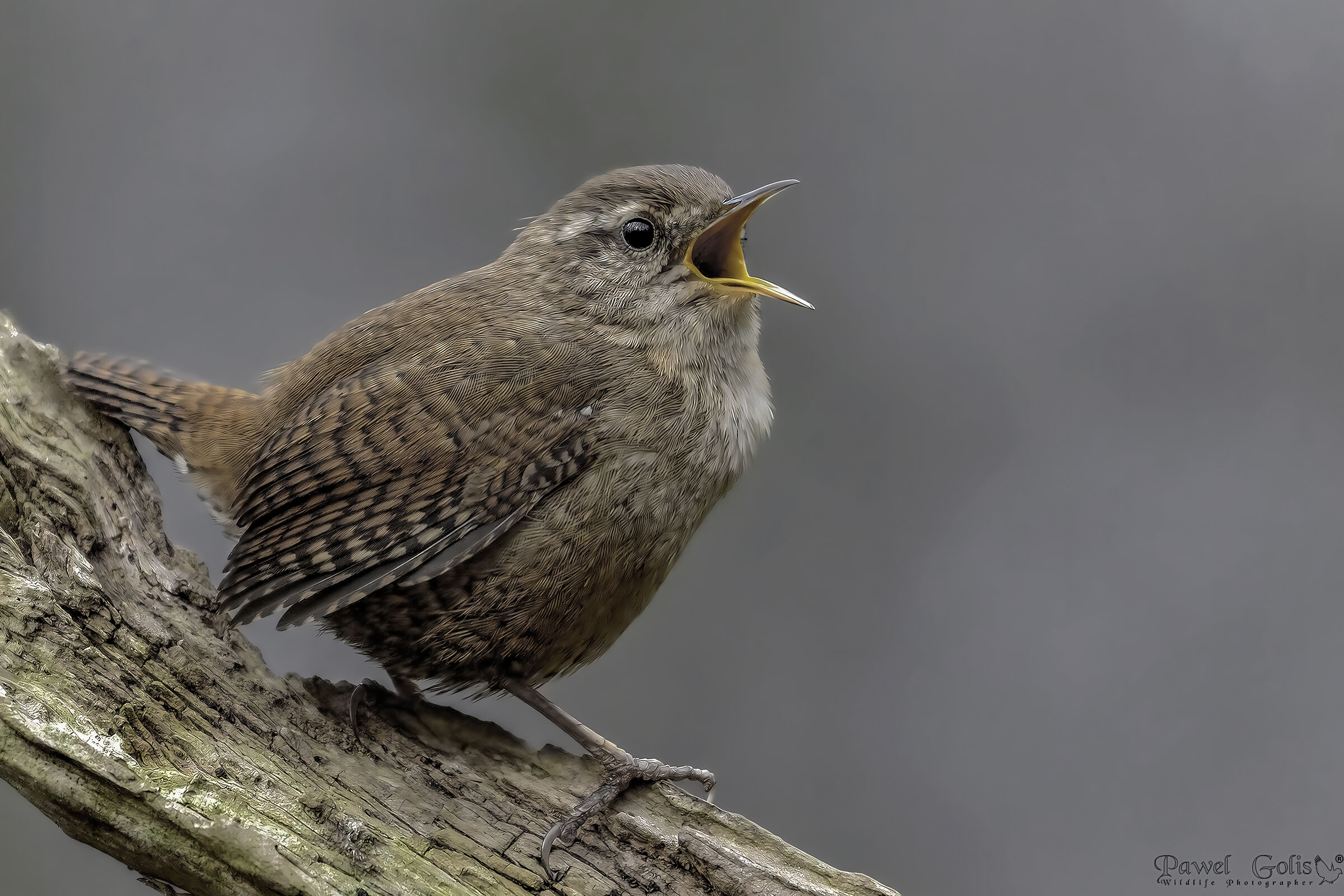 Eurasian Wren ( Troglodytes troglodytes)