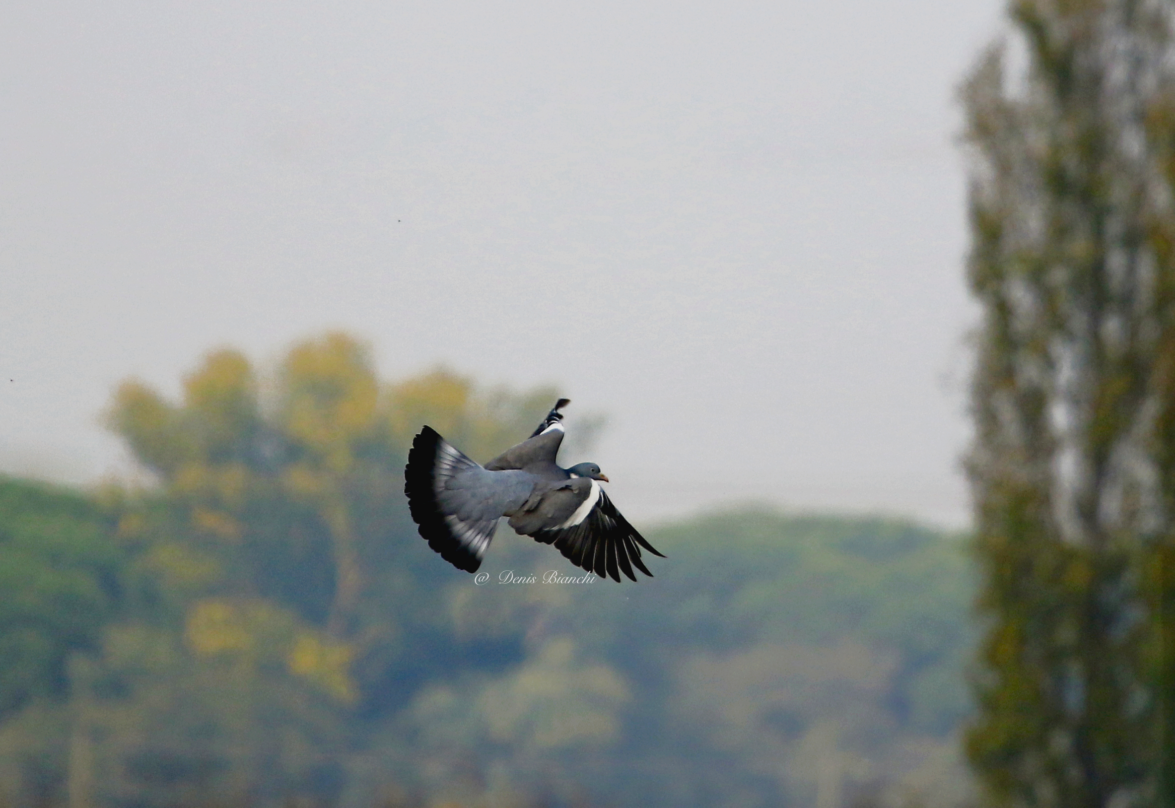 Particular wing beat