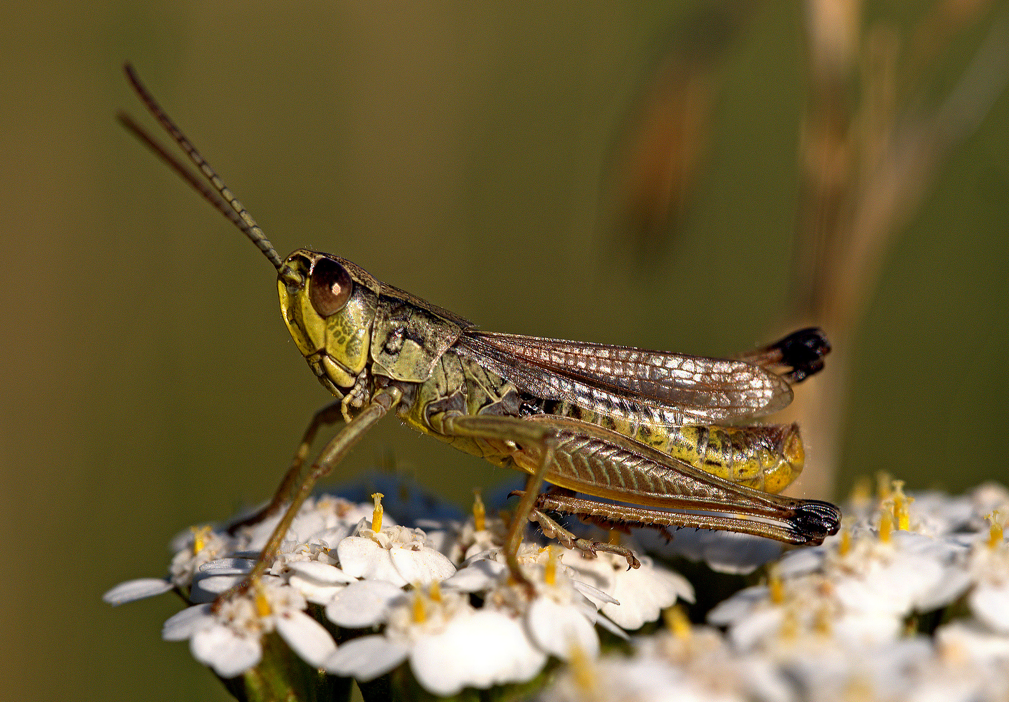 grasshopper
