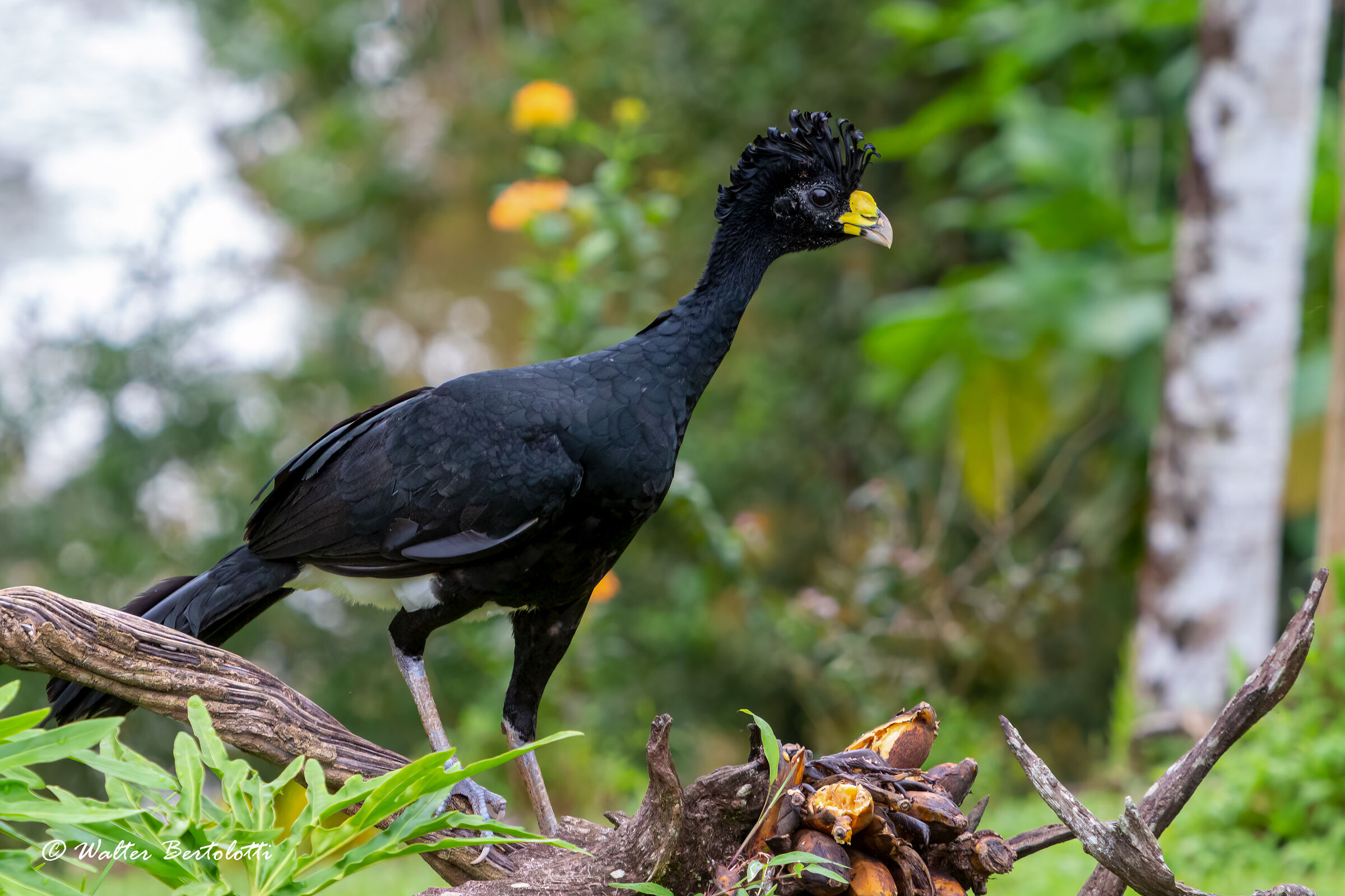 hocco maggiore (Crax rubra)