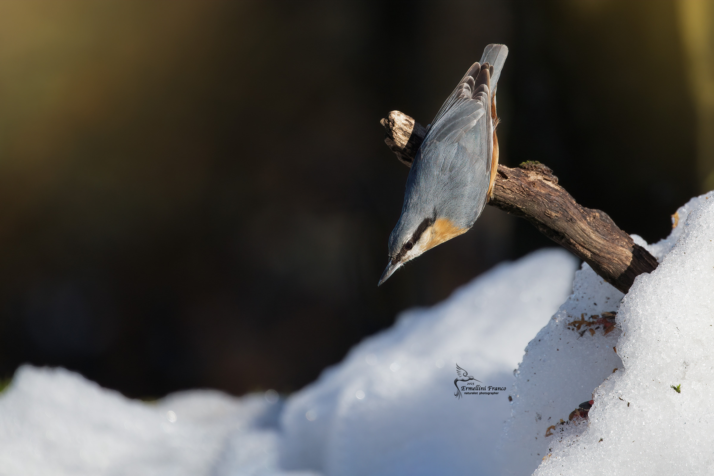 Wood nuthatch