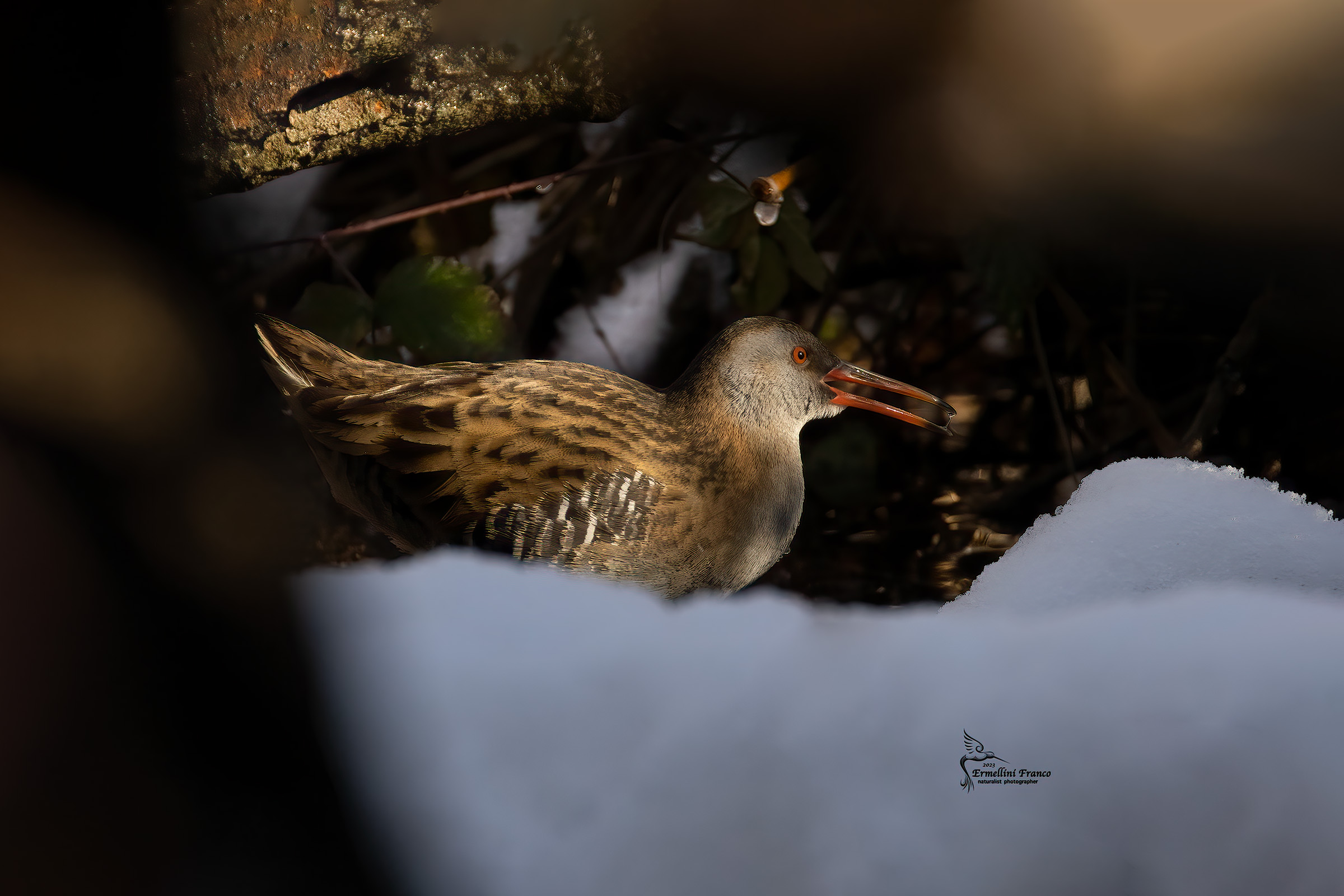 Water rail
