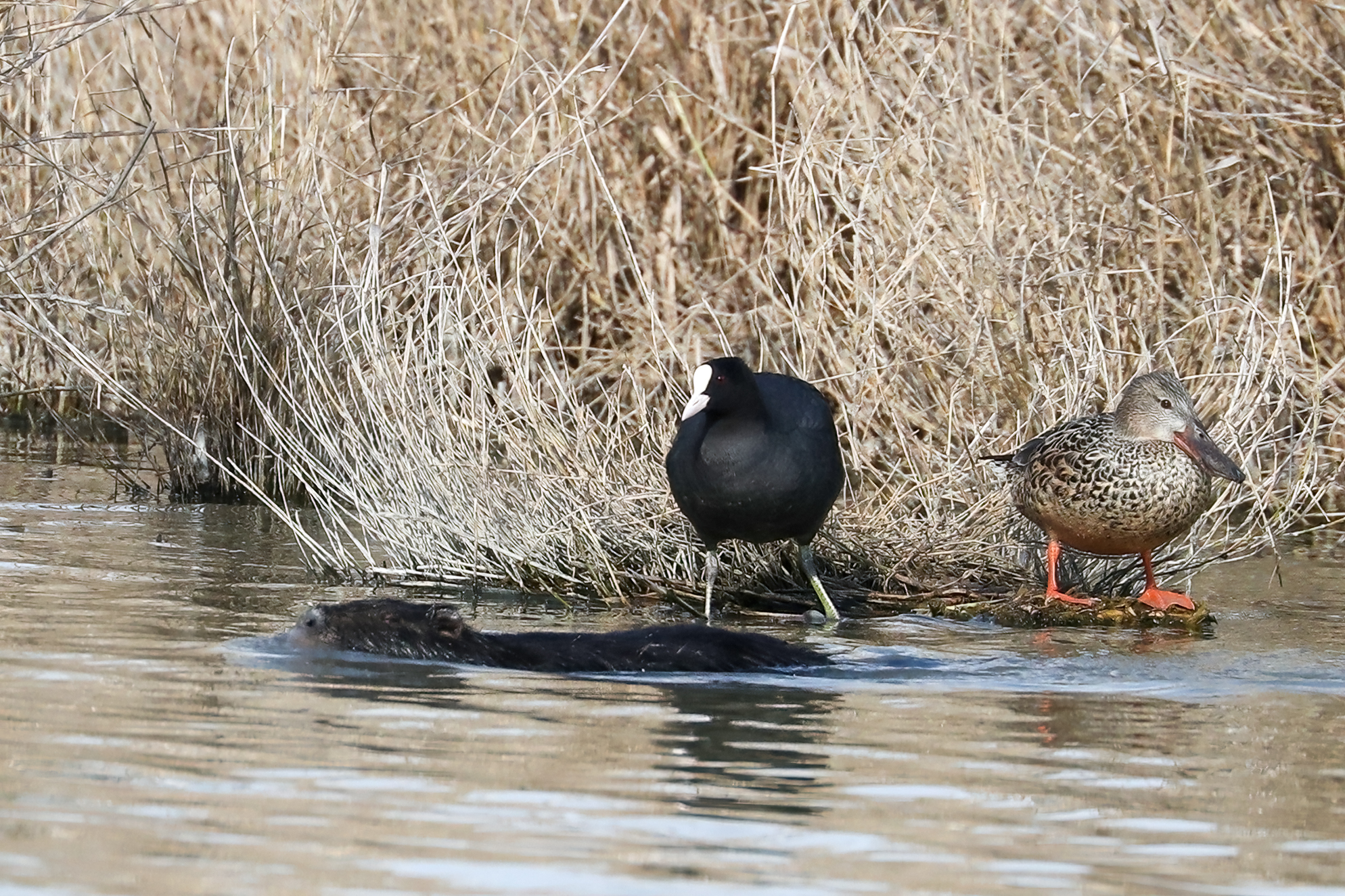 On the bank of the river .. Nutria coot shoveler