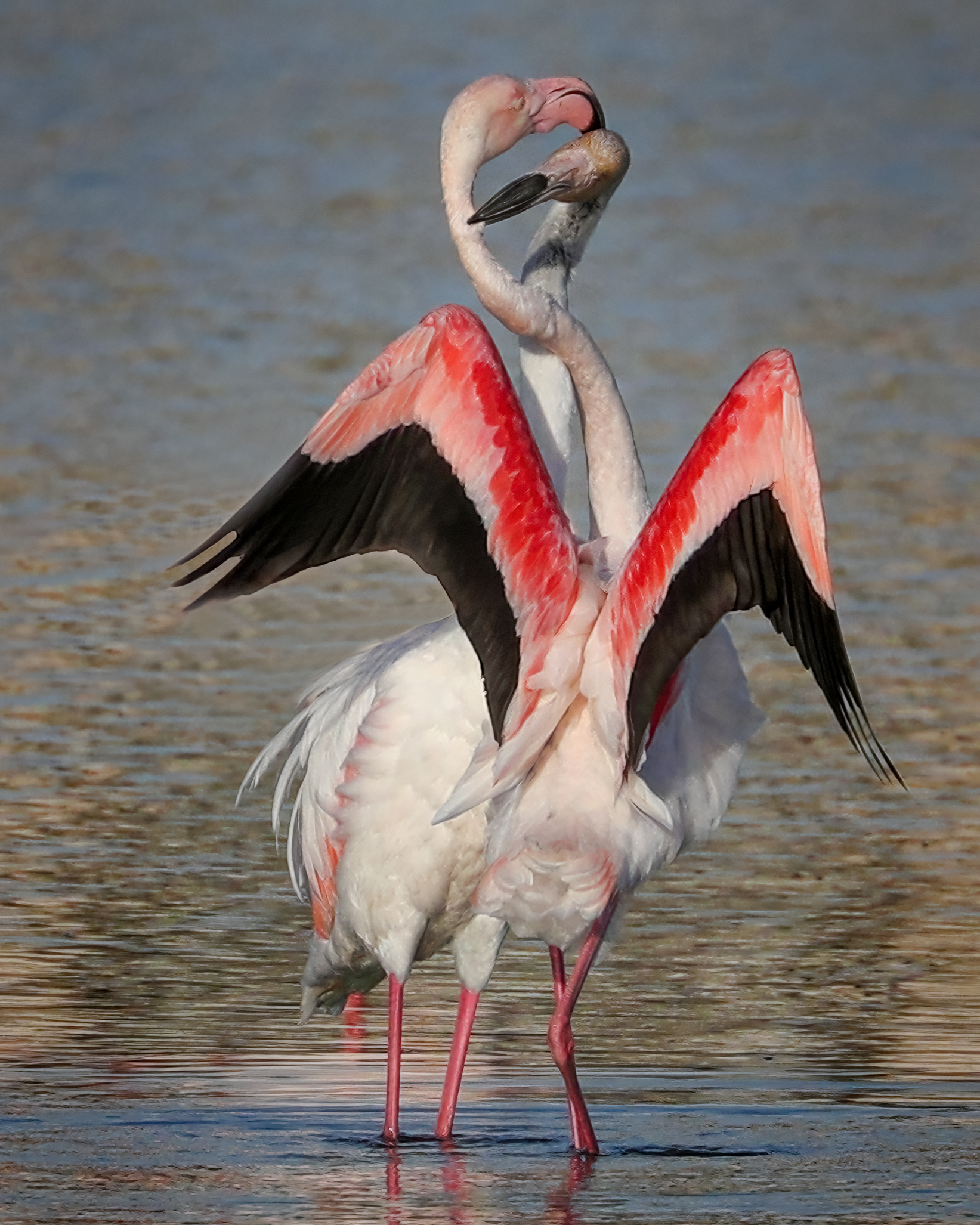 The duel Pink flamingos