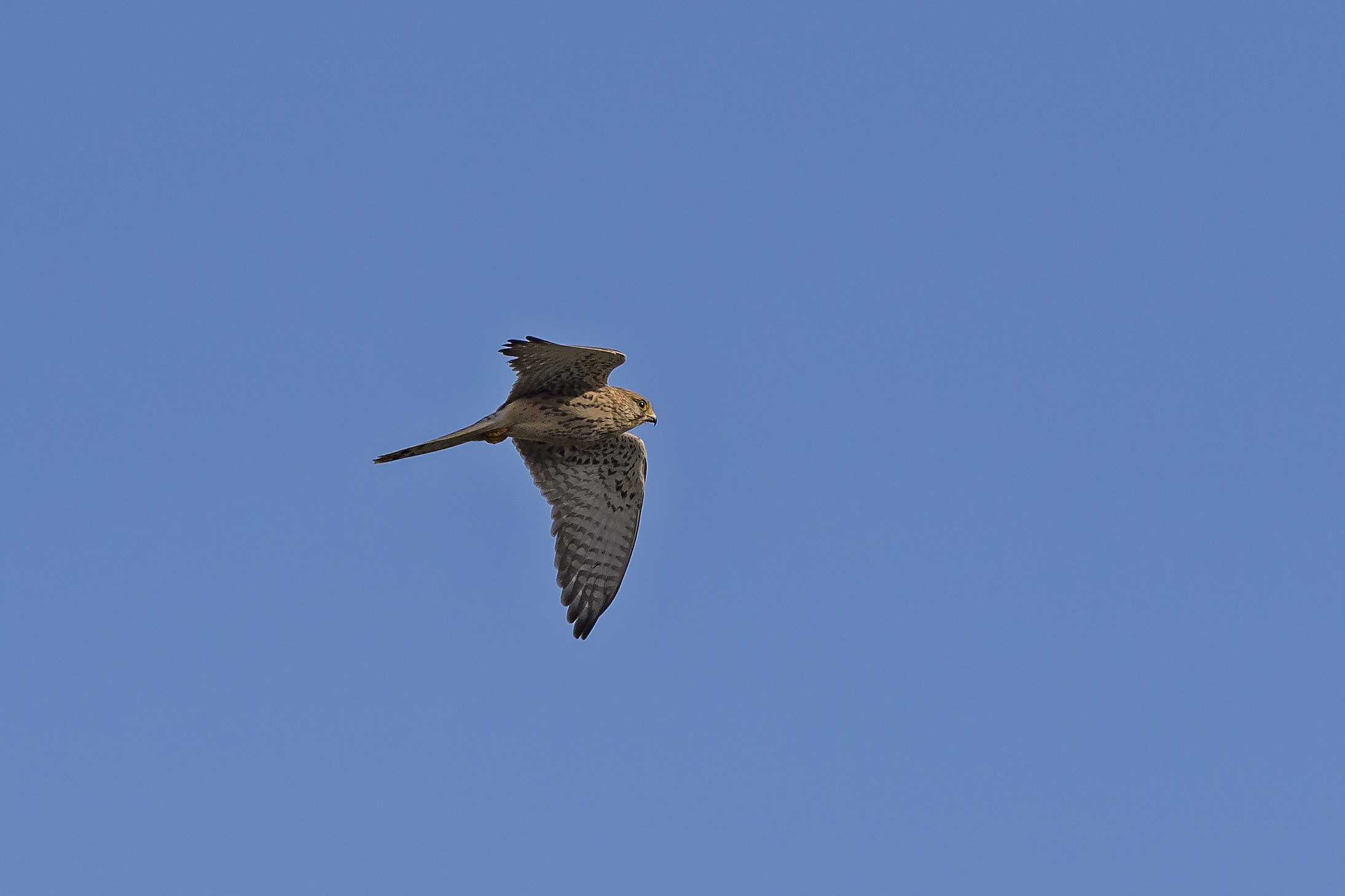 Kestrel