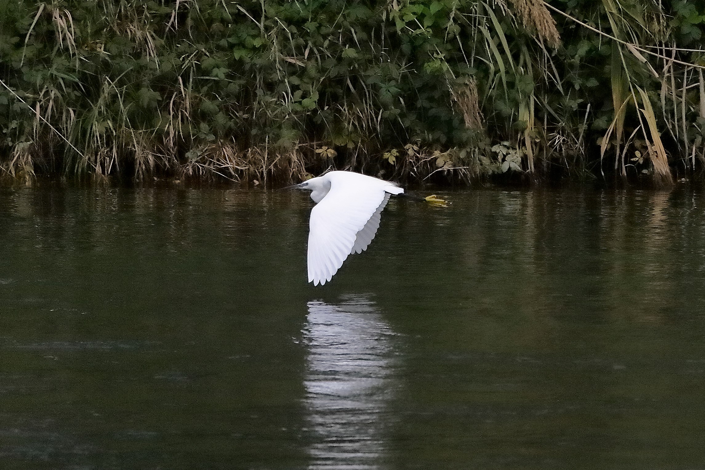 Garzetta 12 novembre 2022