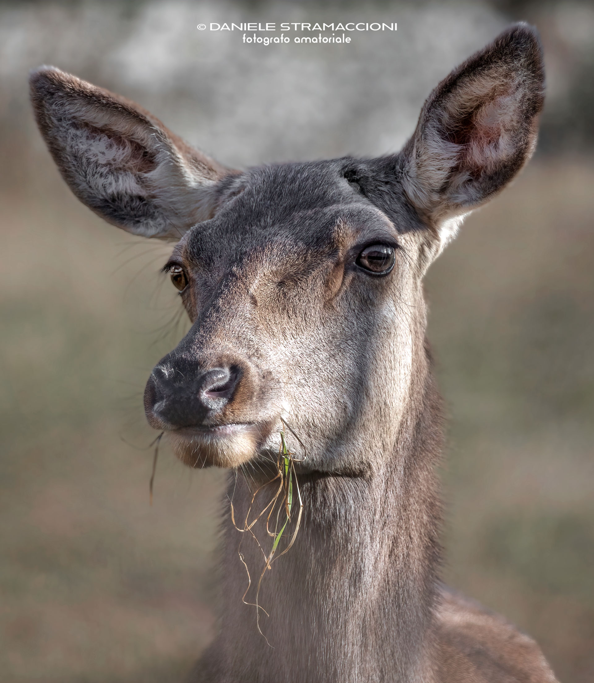 Deer