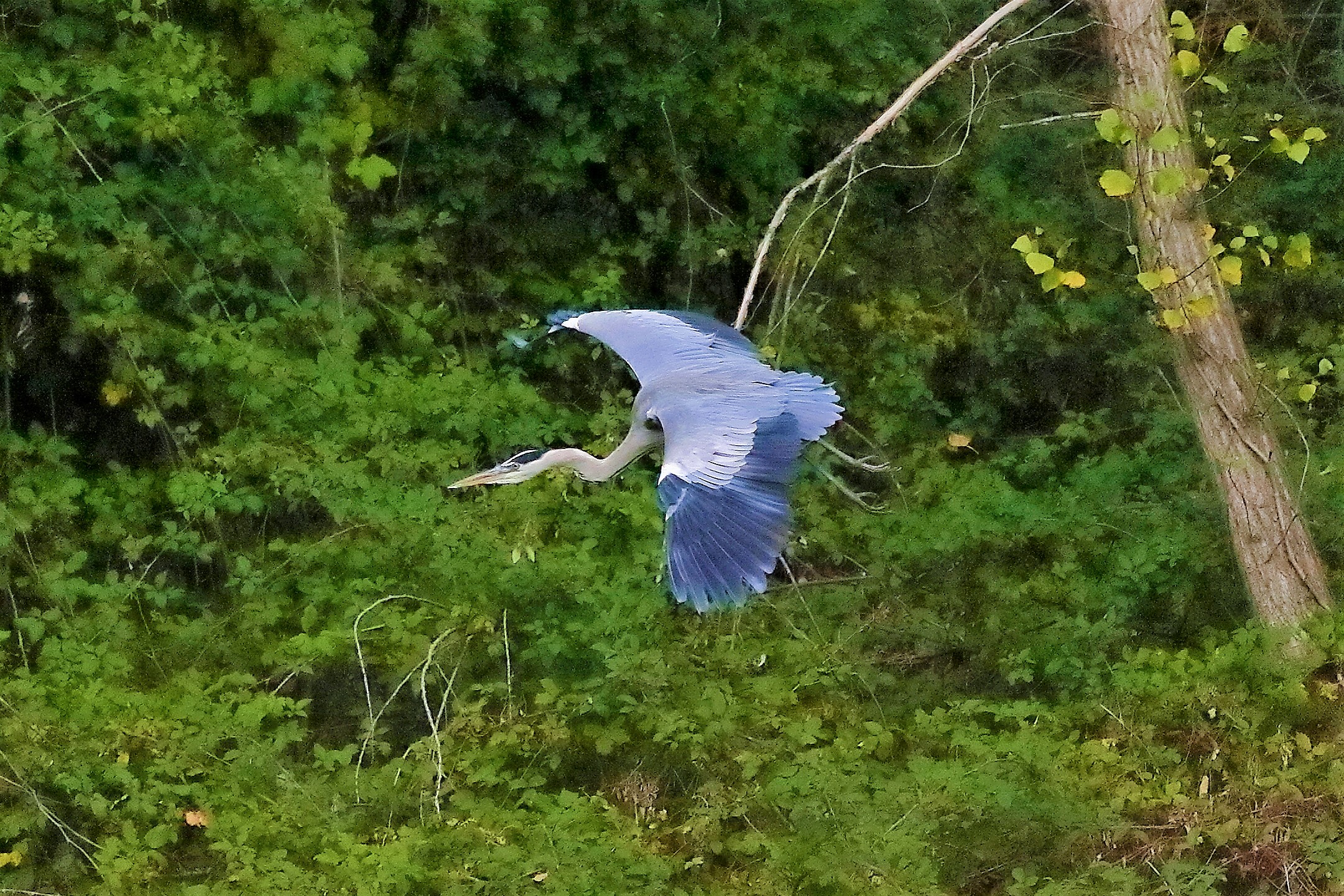 Cenerino 12 novembre 2022