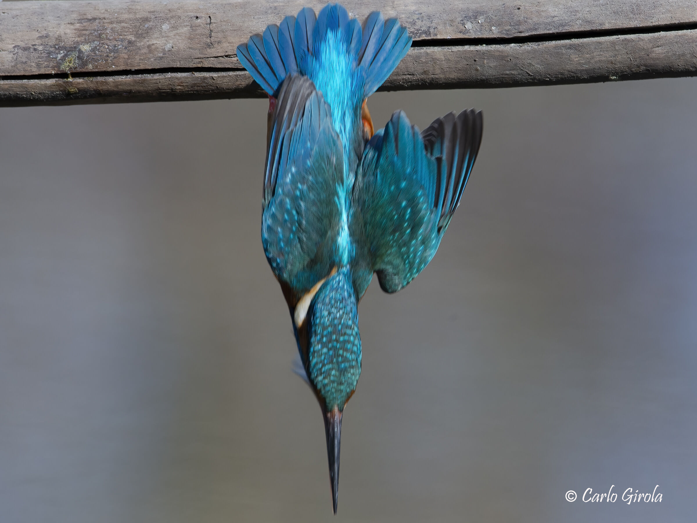 Martin pescatore (Alcedo atthis)