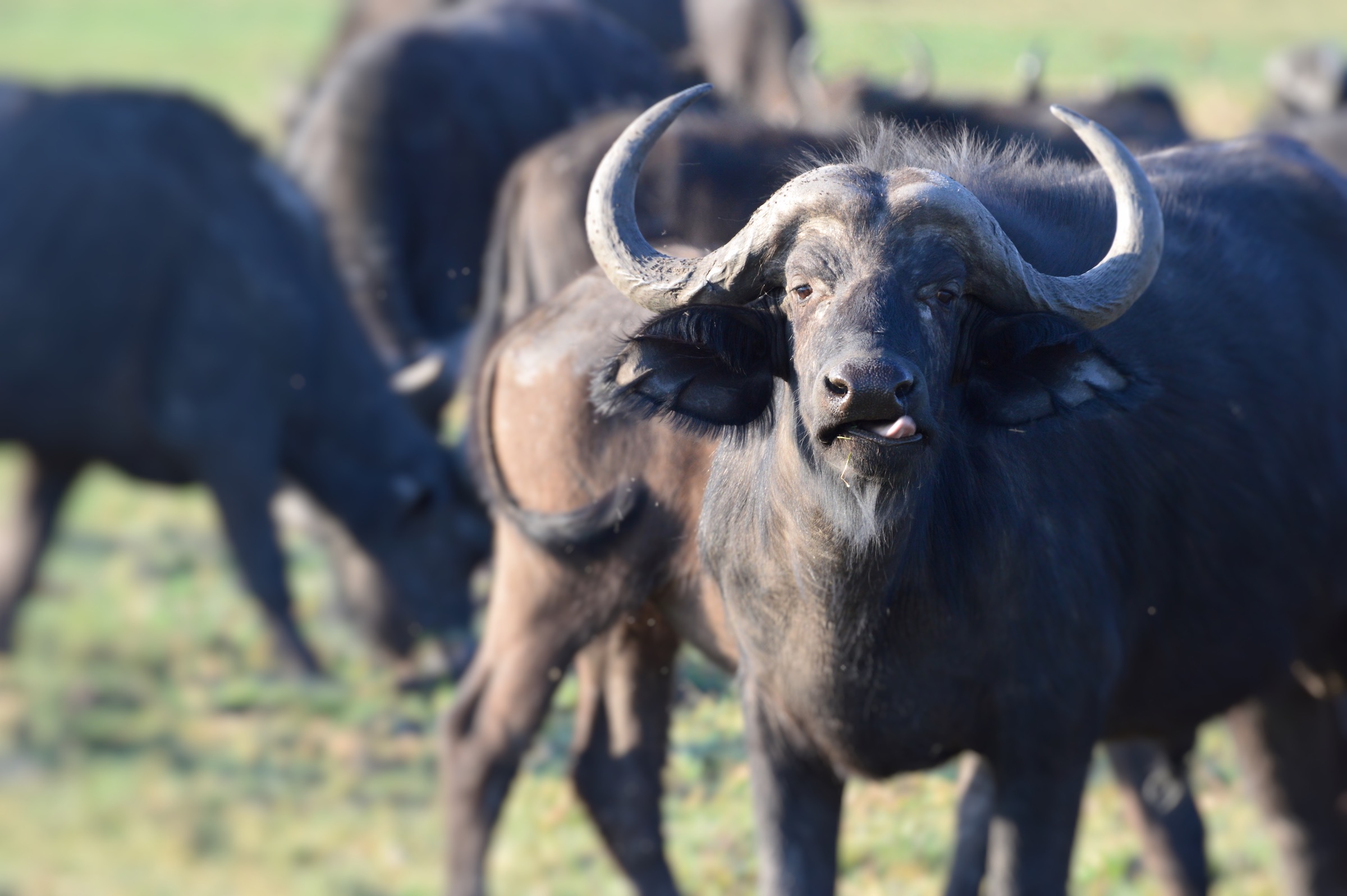 Ocio that you copo....