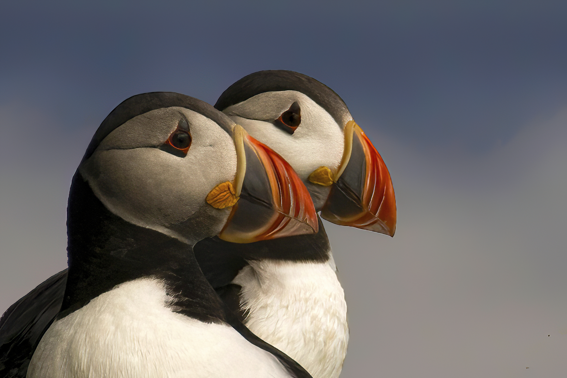 Ritratto di Puffins Alle isole Faroe