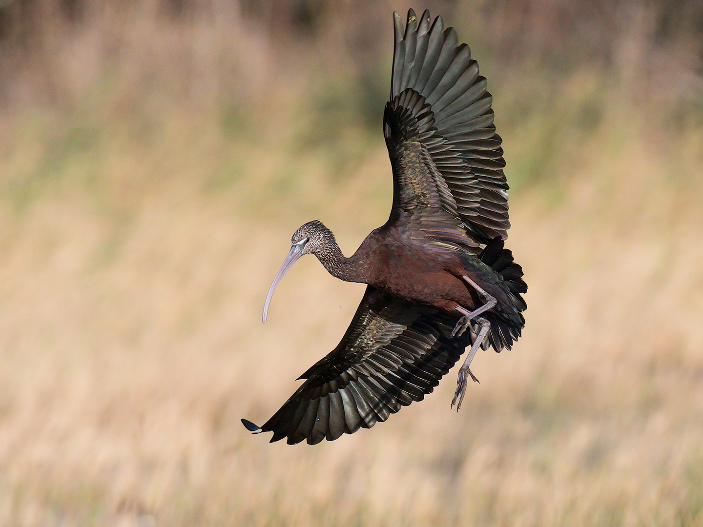 Glossy ibis