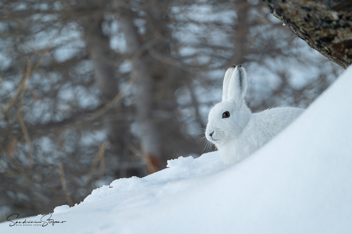 Variable hare