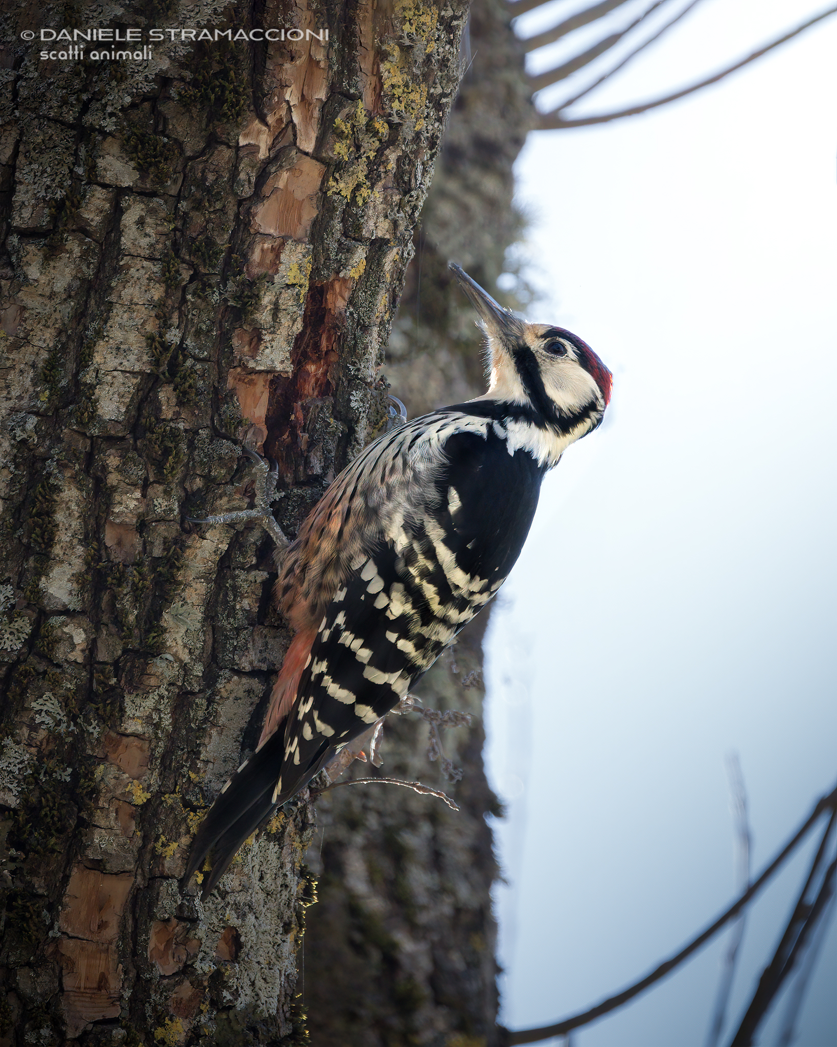 White-backed woodpecker