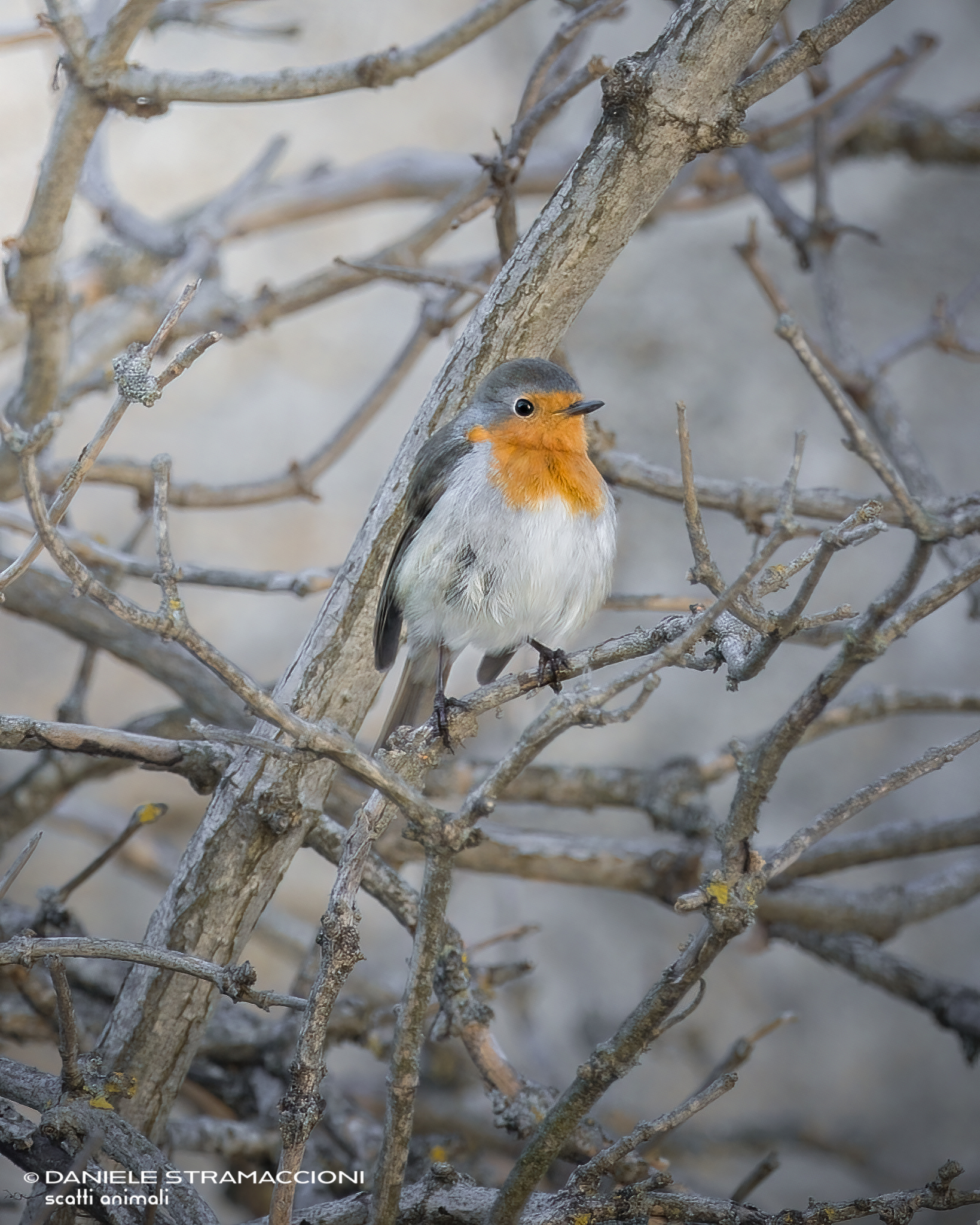 Robin