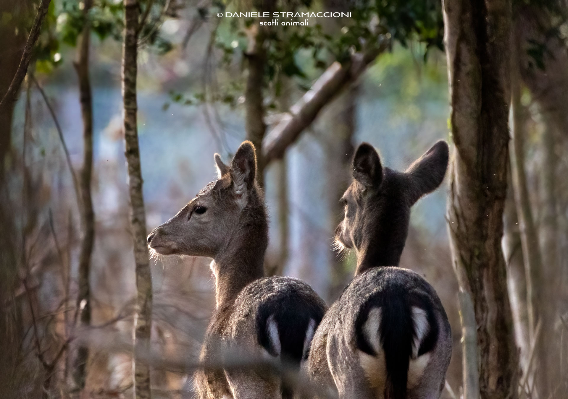 Fallow deer