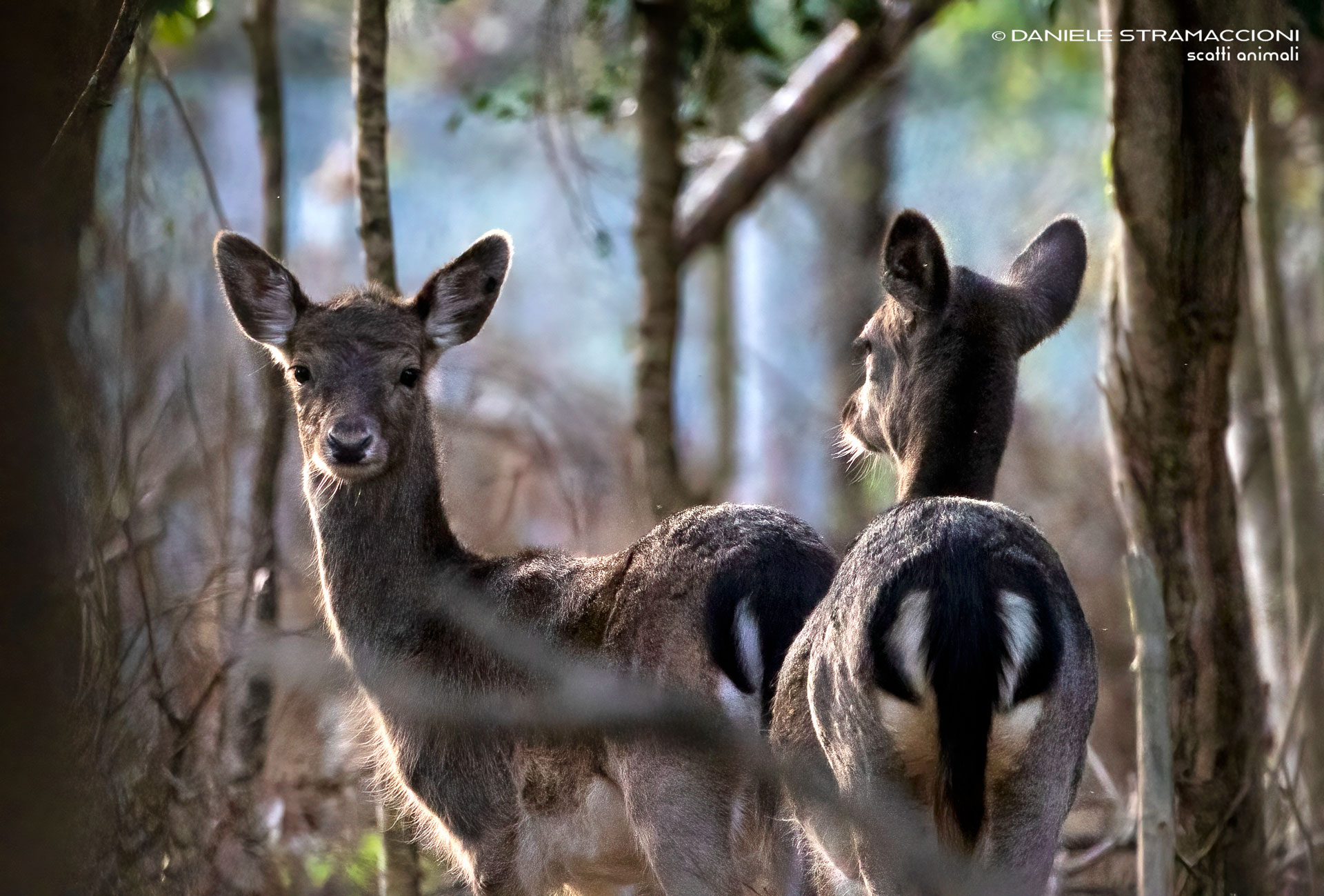 Fallow deer