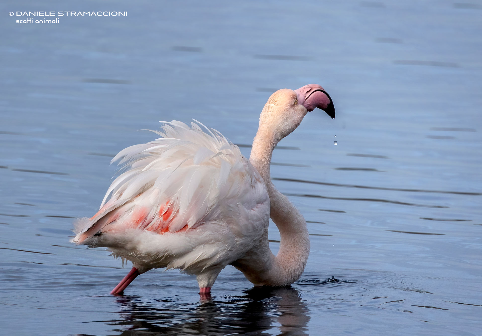 Flamingo