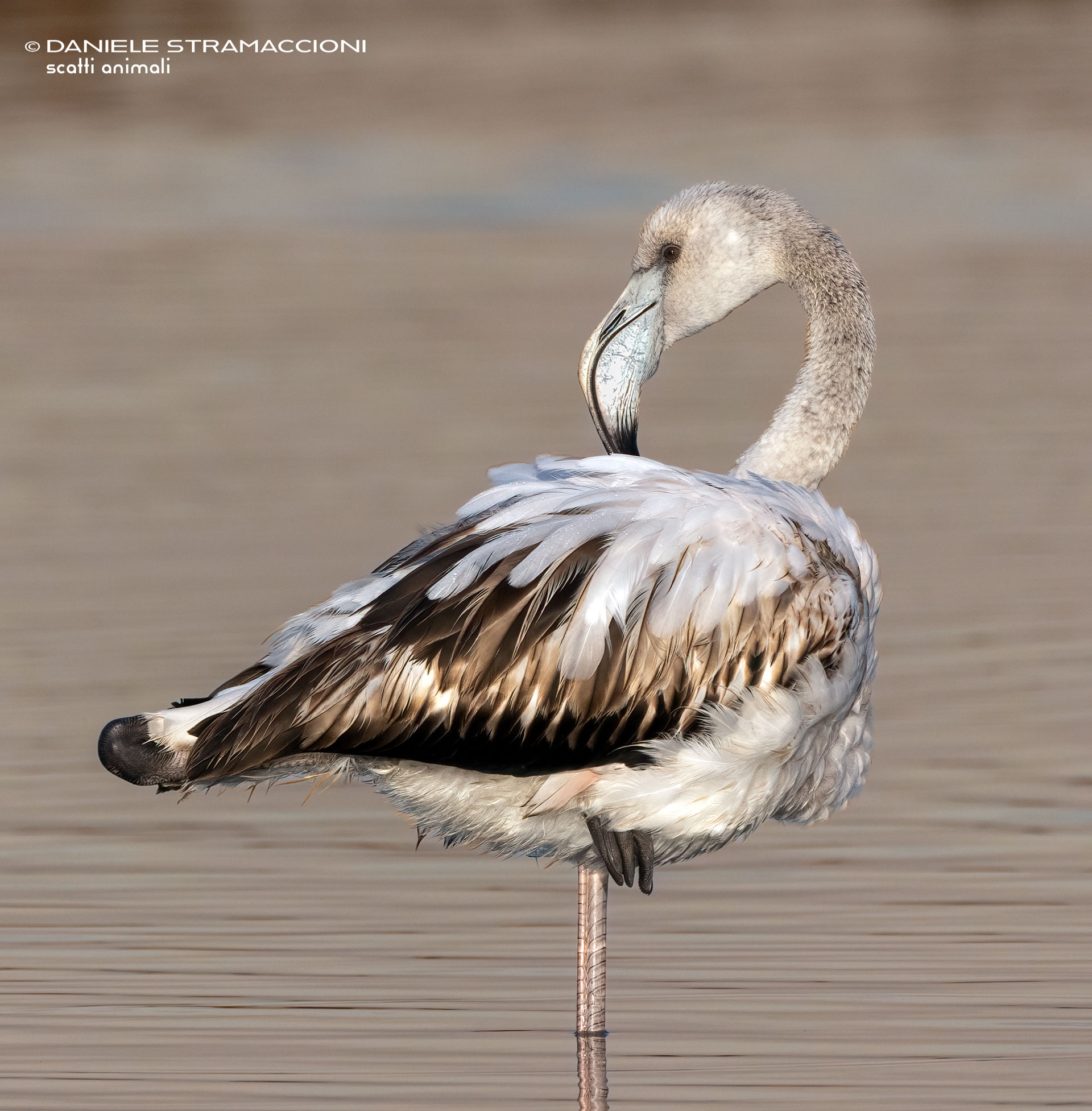 Flamingo