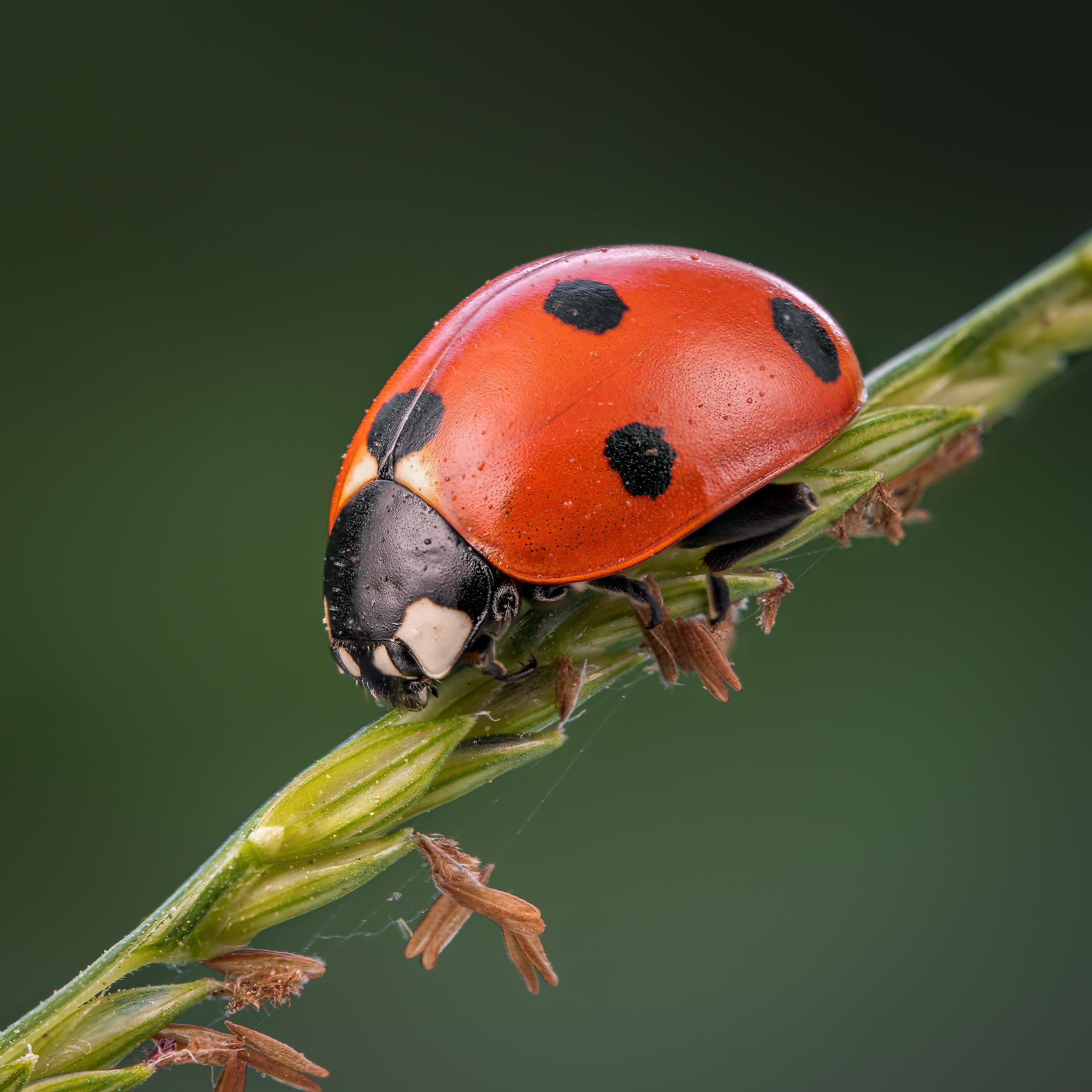 Ladybird