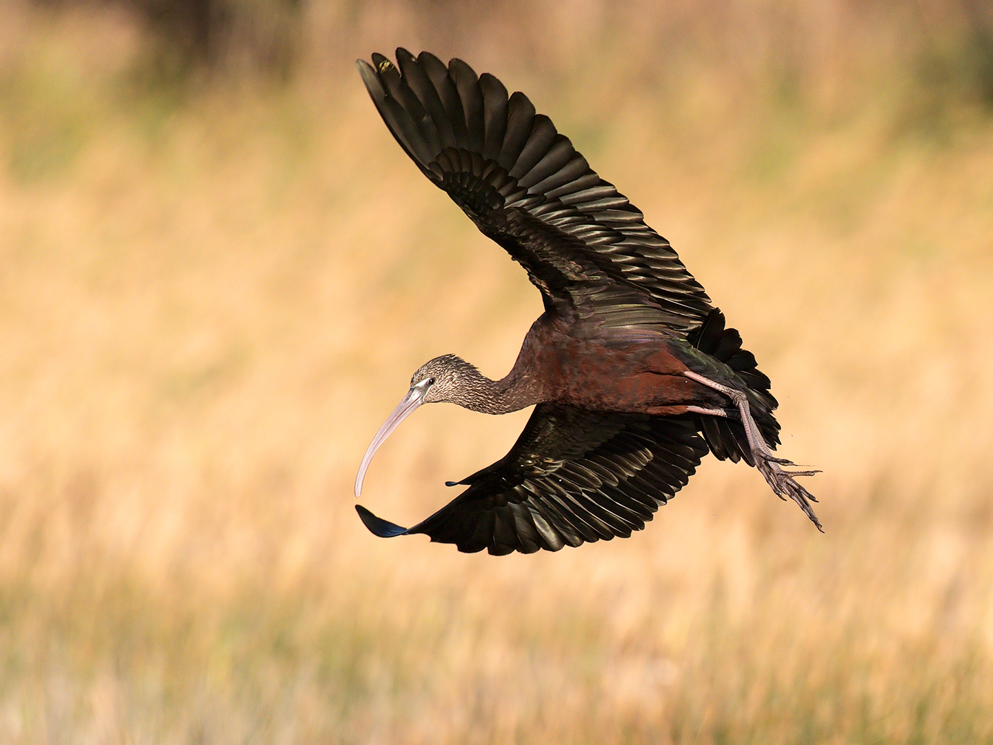 Glossy ibis