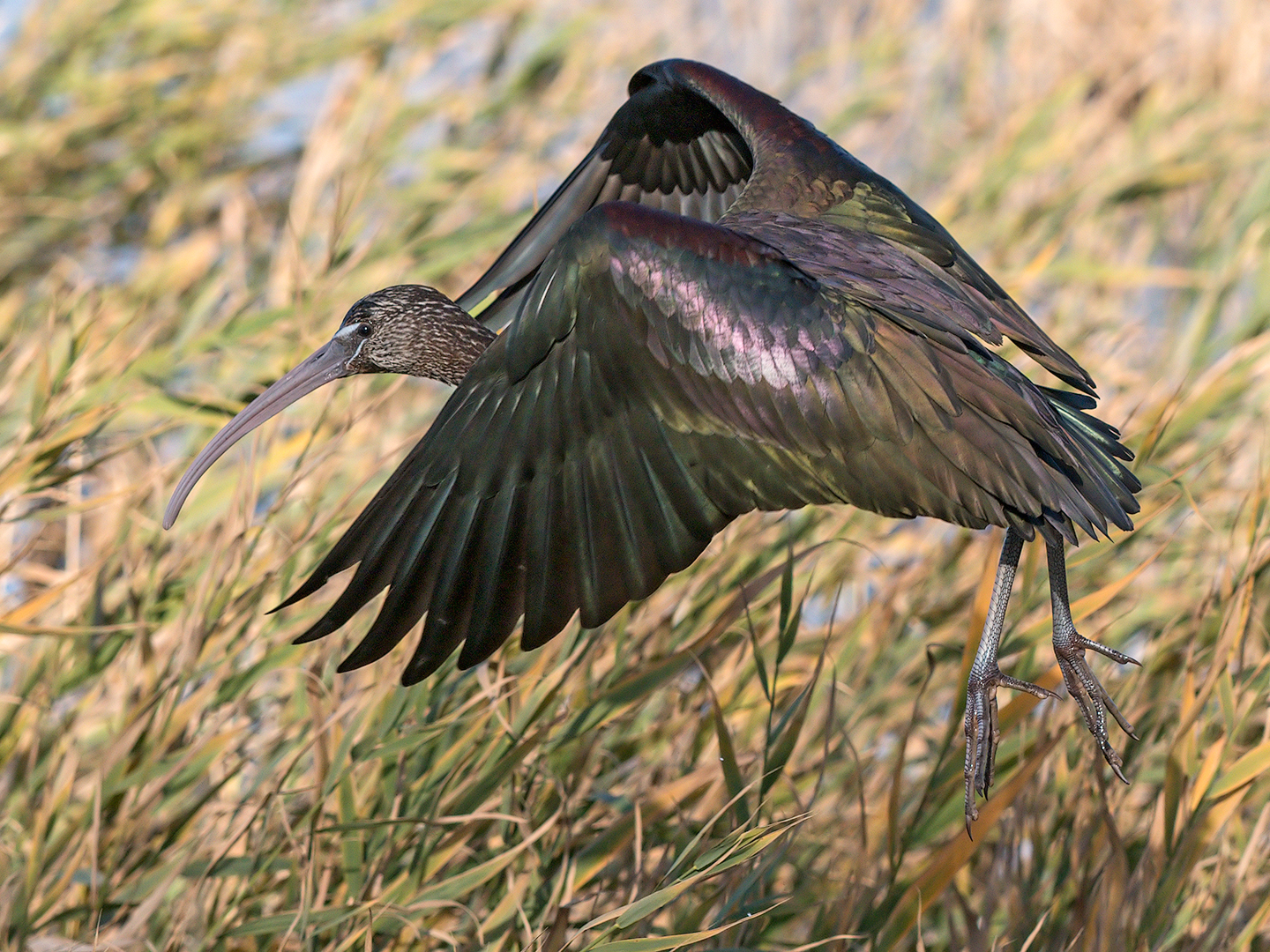 Glossy ibis