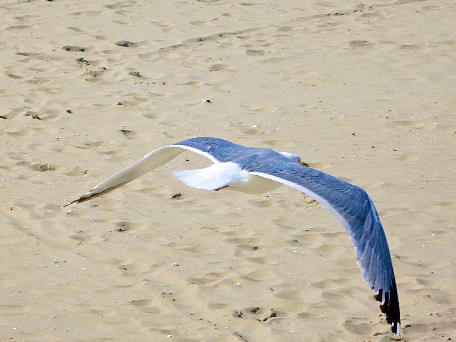 A seagull flies over the beach
