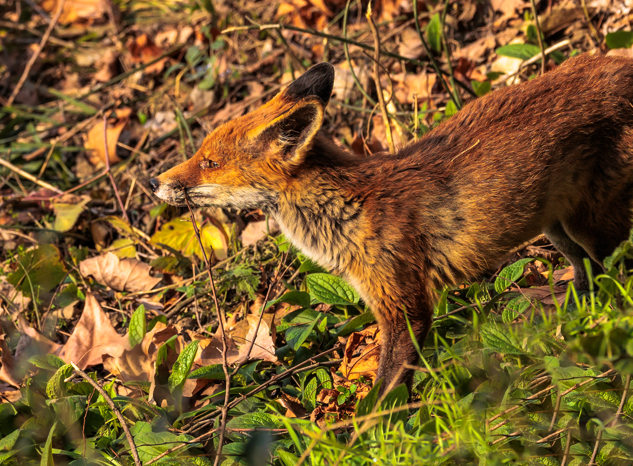 Fox
