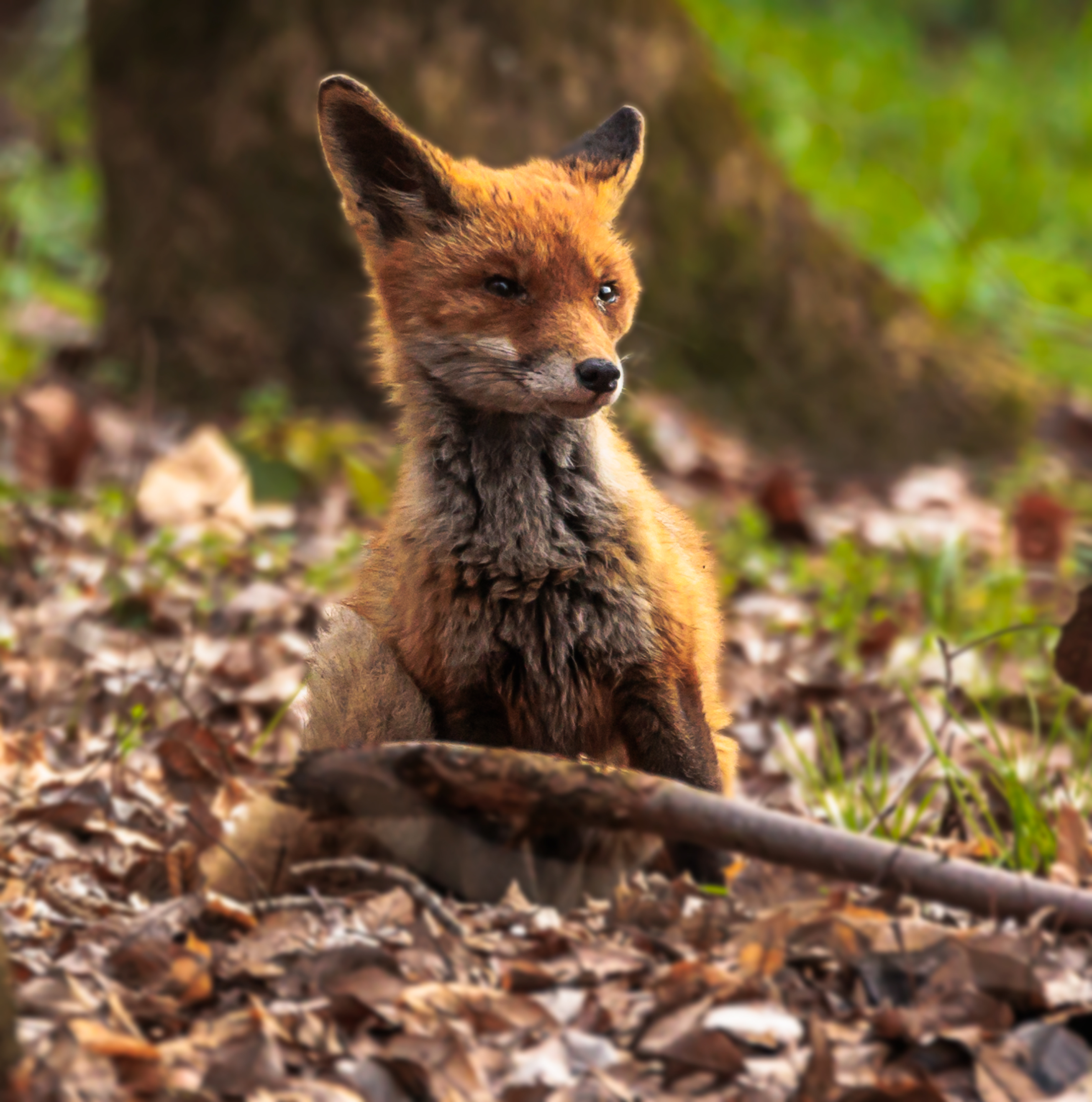 Fox