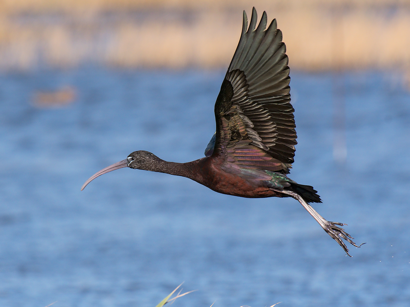 Glossy ibis