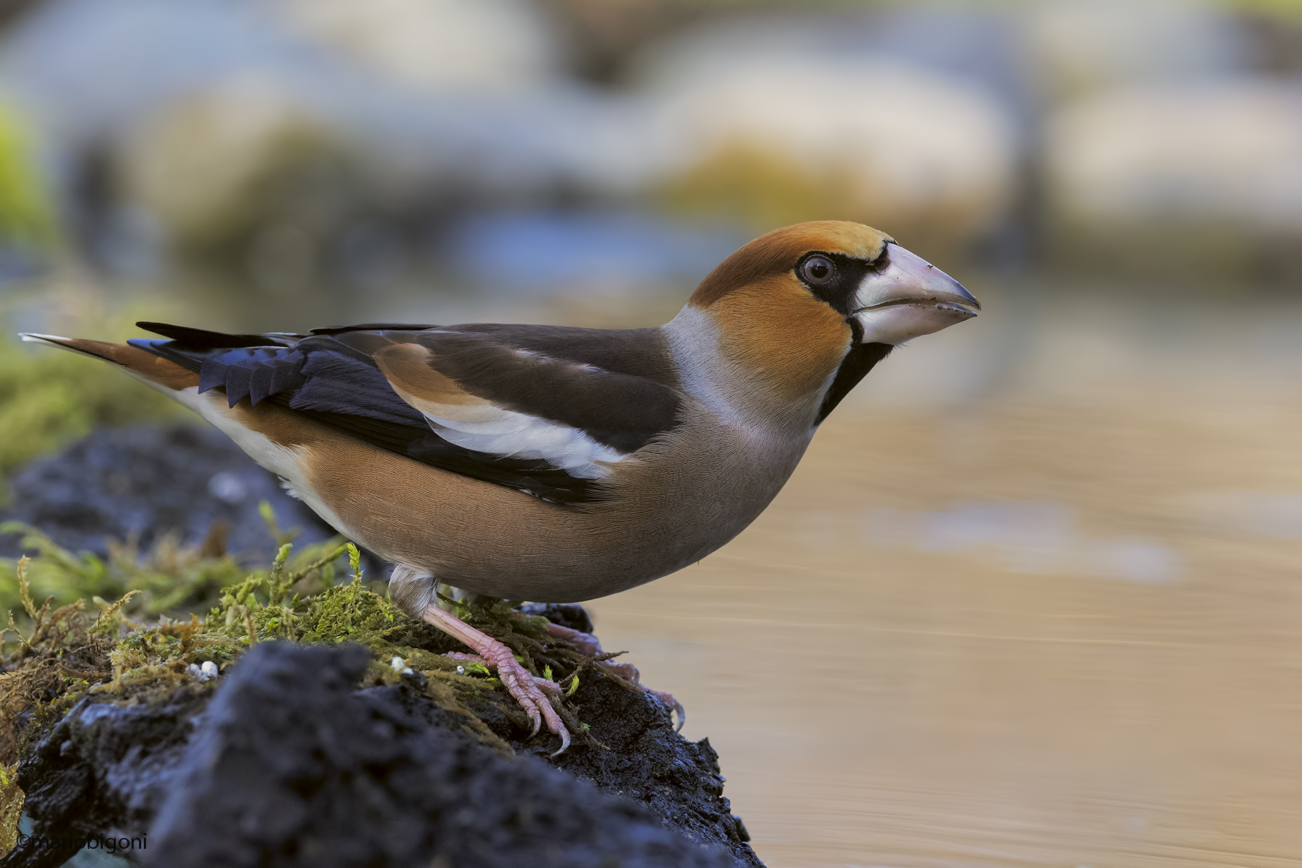 Hawfinch