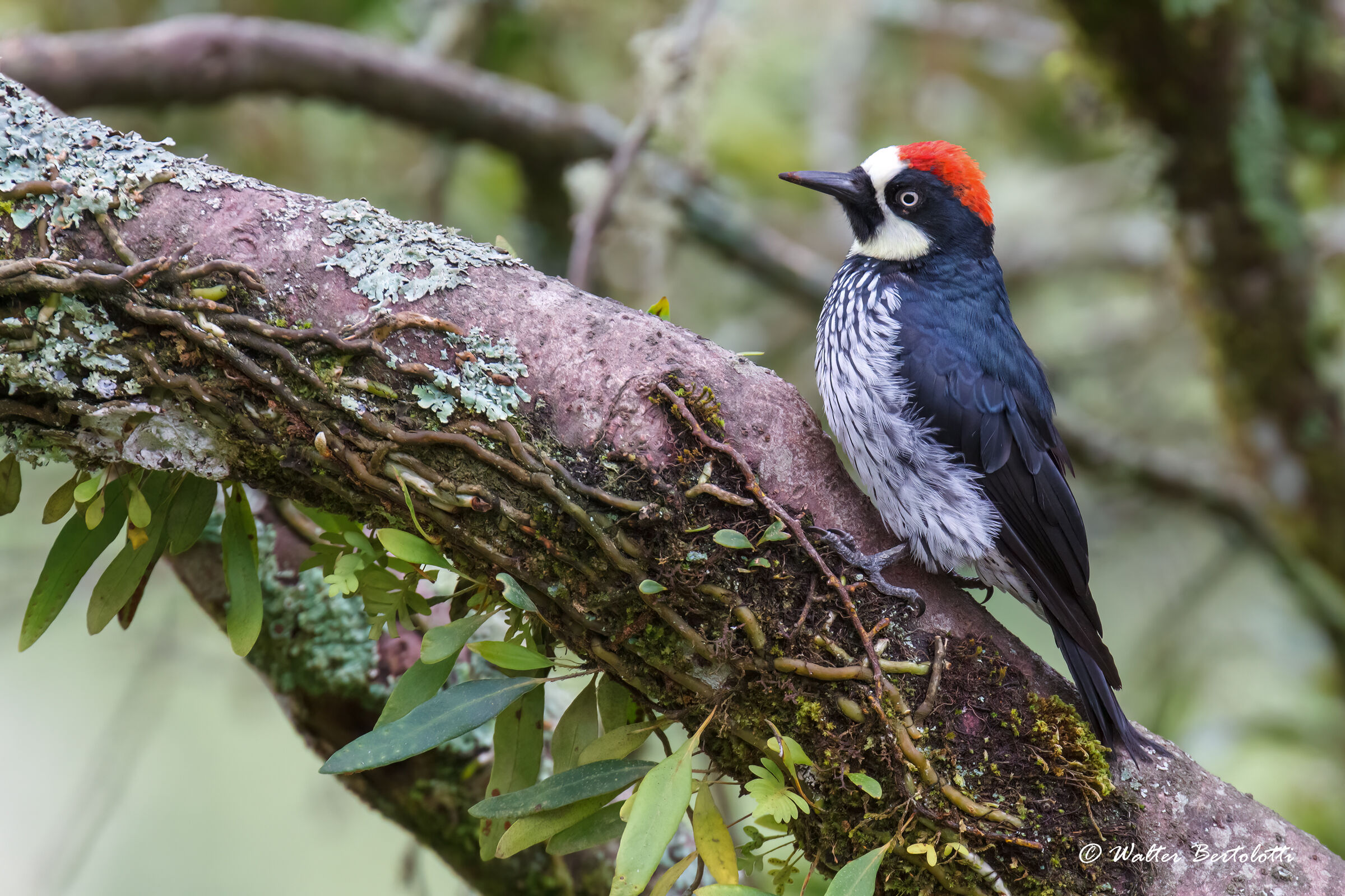 Acorn woodpecker