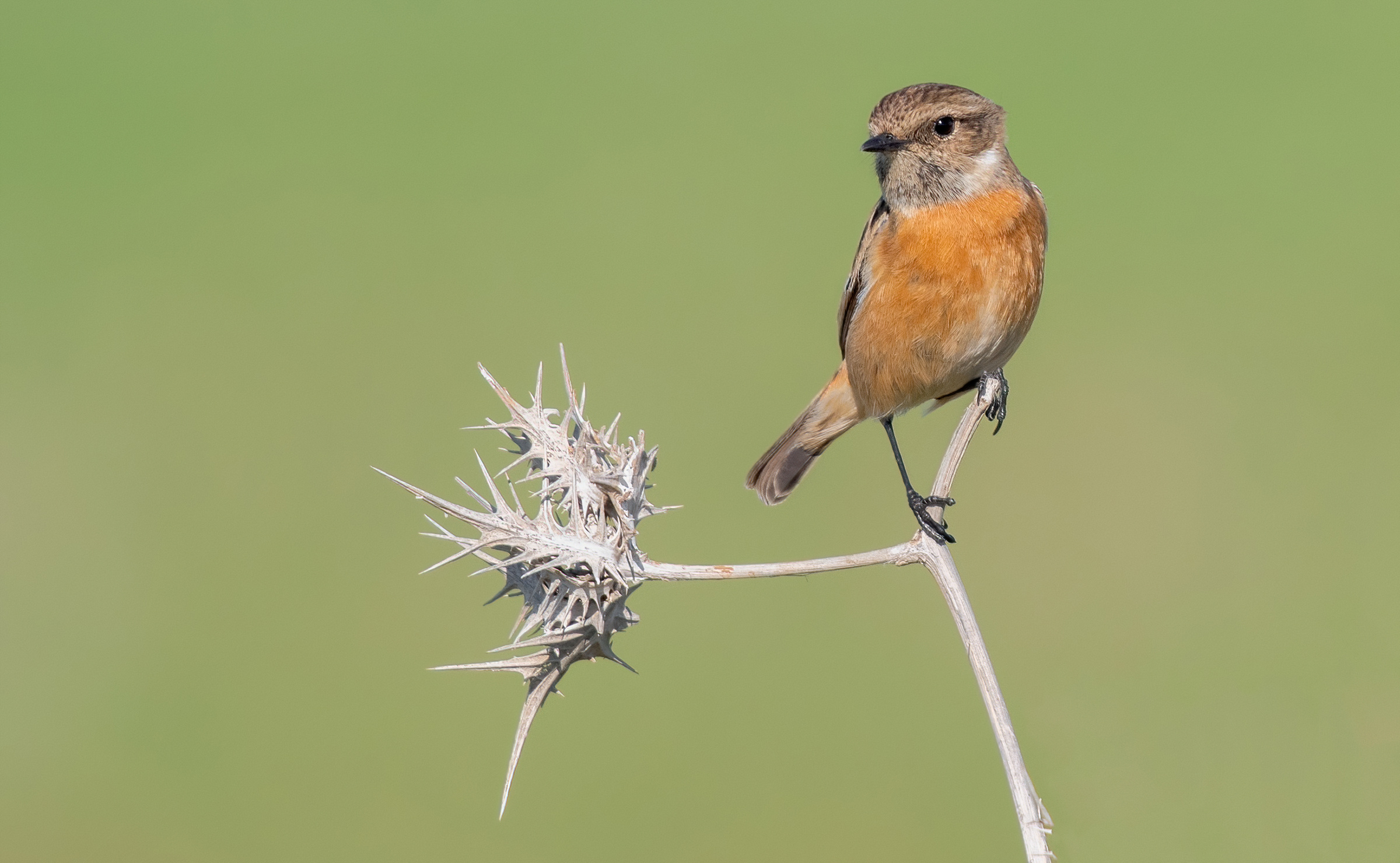 stonechat