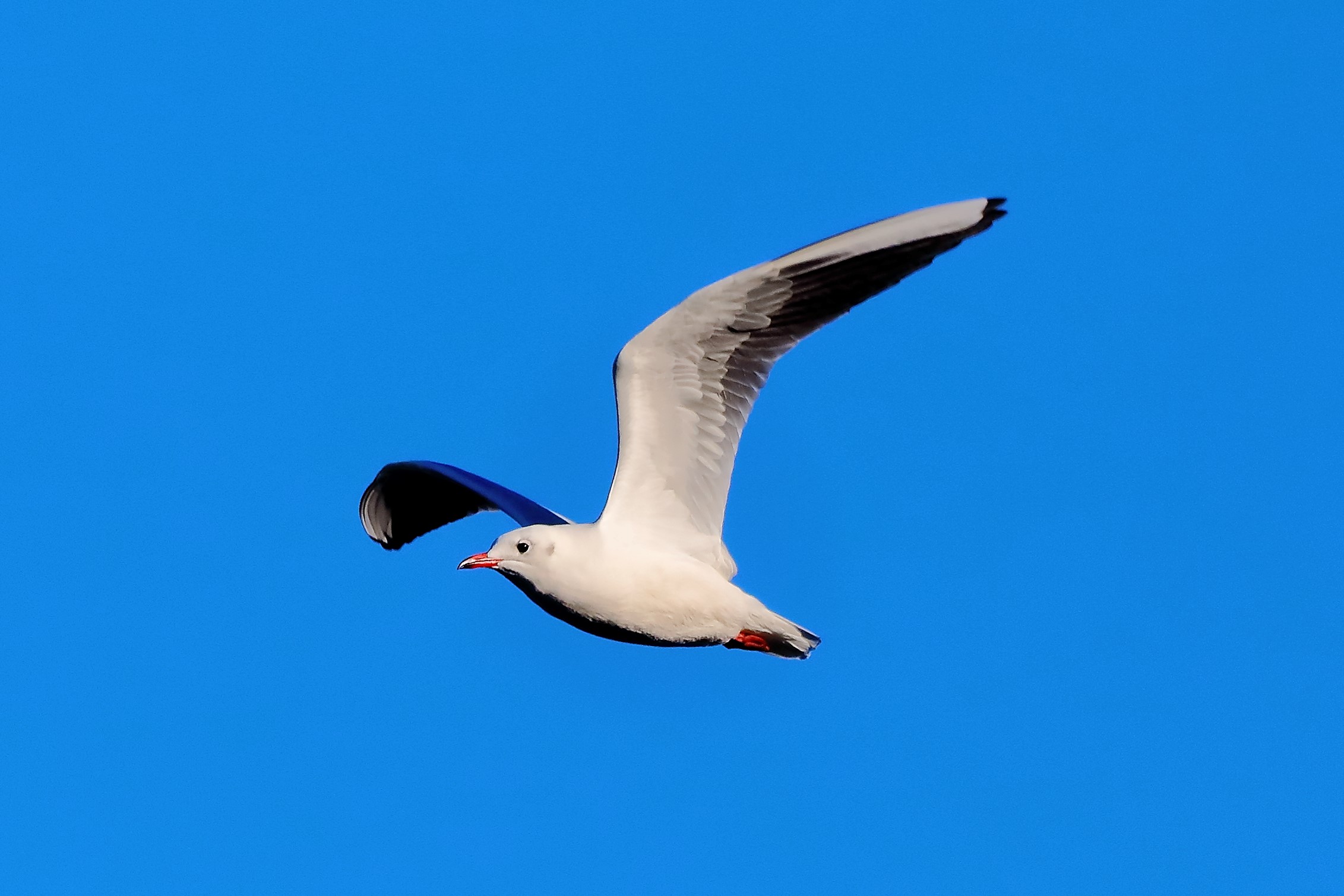 Gabbiano terrestre 18-11-2022