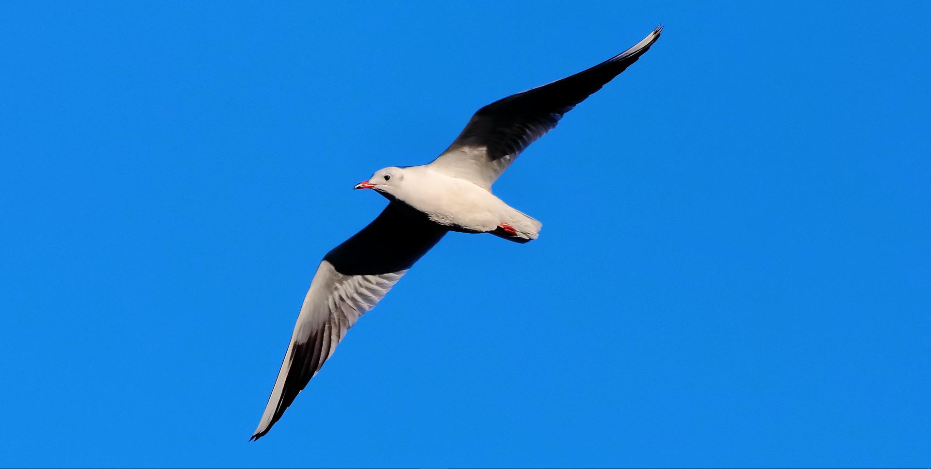 Gabbiano terrestre 18-11-2022