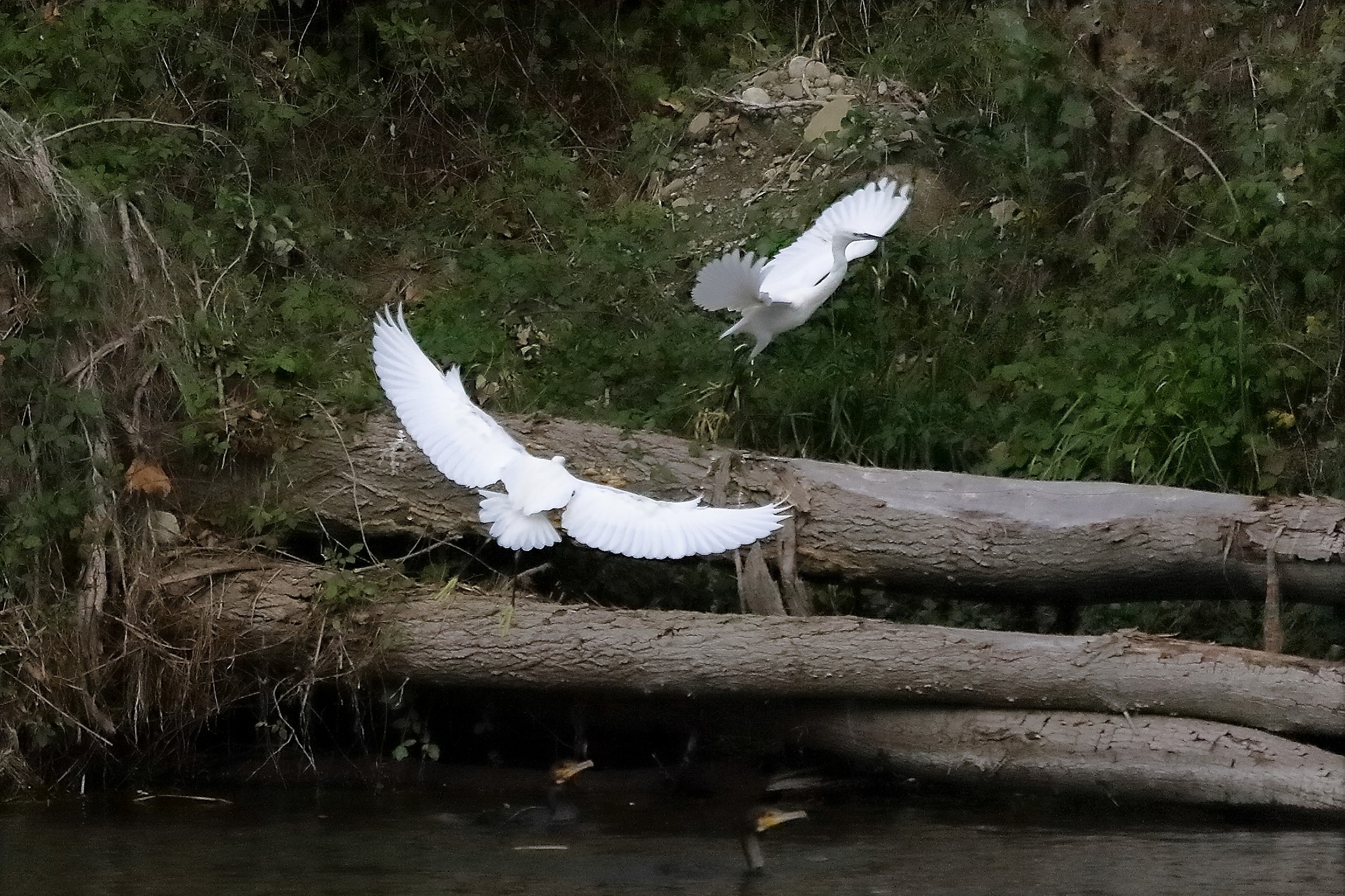 Garzette 12 novembre 2022