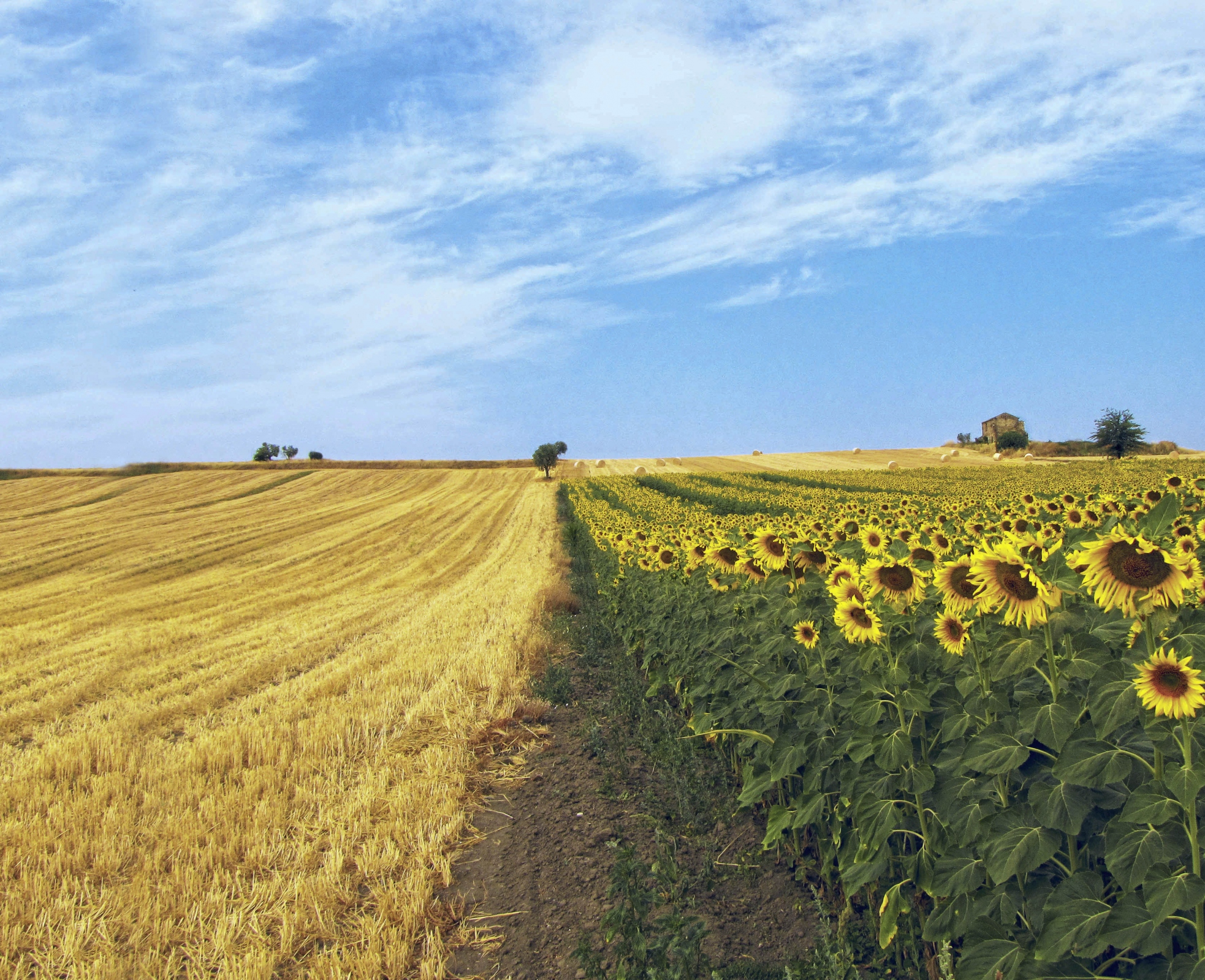 Campo di Girasoli