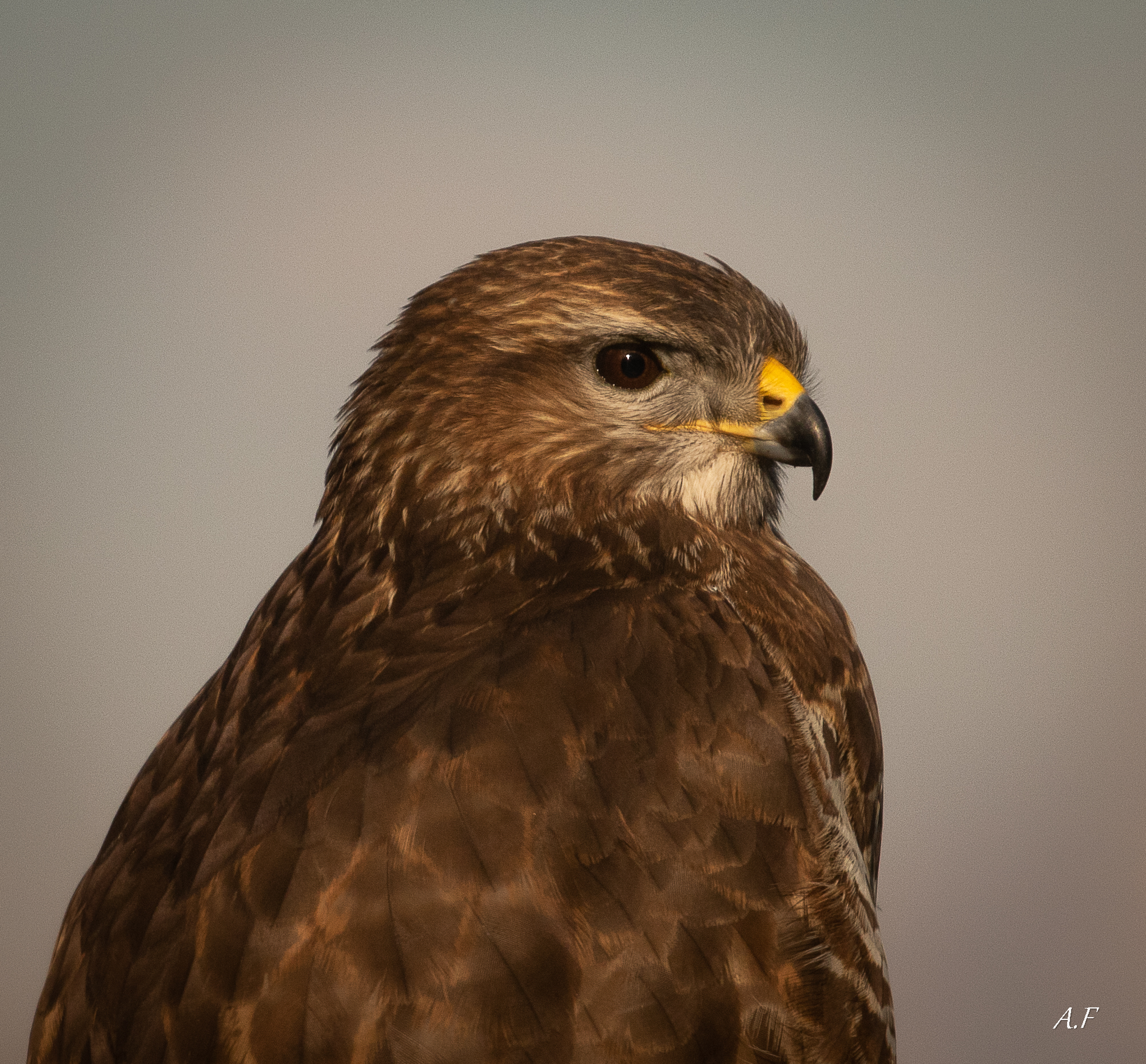 Buzzard