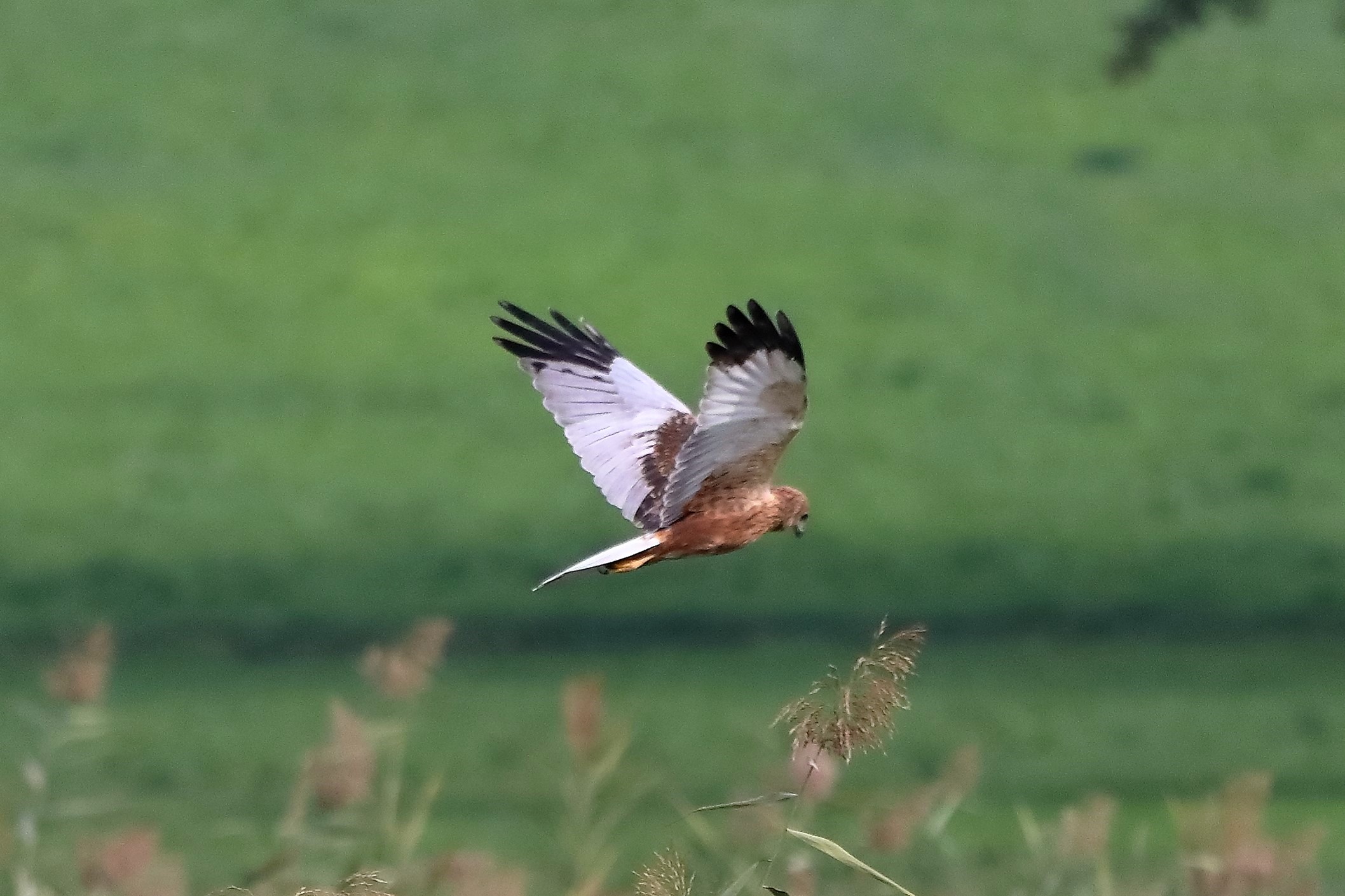 Falco di palude 12-10-2022